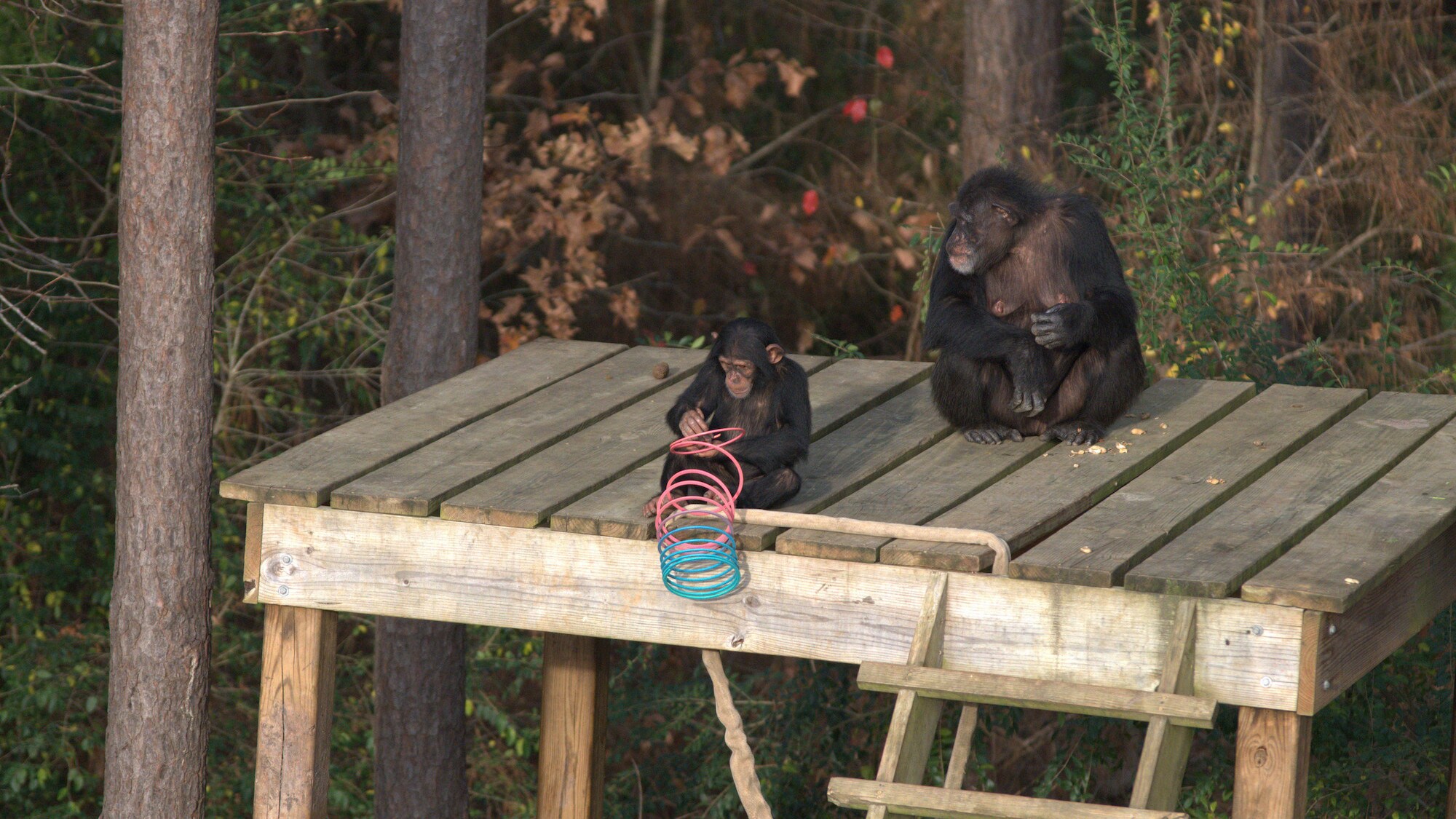 Carlee and Mum Passion on wooden platform in their forest habitat. Carlee playing with a slinky. Sara Soda's Group. (Nick Chapoy)