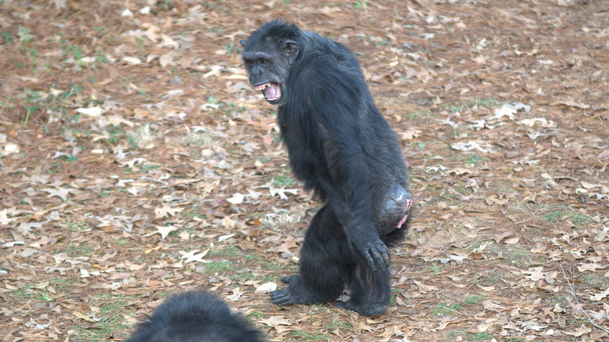Mackenzie bipedal and baring her teeth - ready for a fight at 'the wall'. The wall is the barrier between her enclosure in Sara Soda's Group and Hugo's group next door. Other chimp bottom right. Sara Soda's Group. (Nick Chapoy)