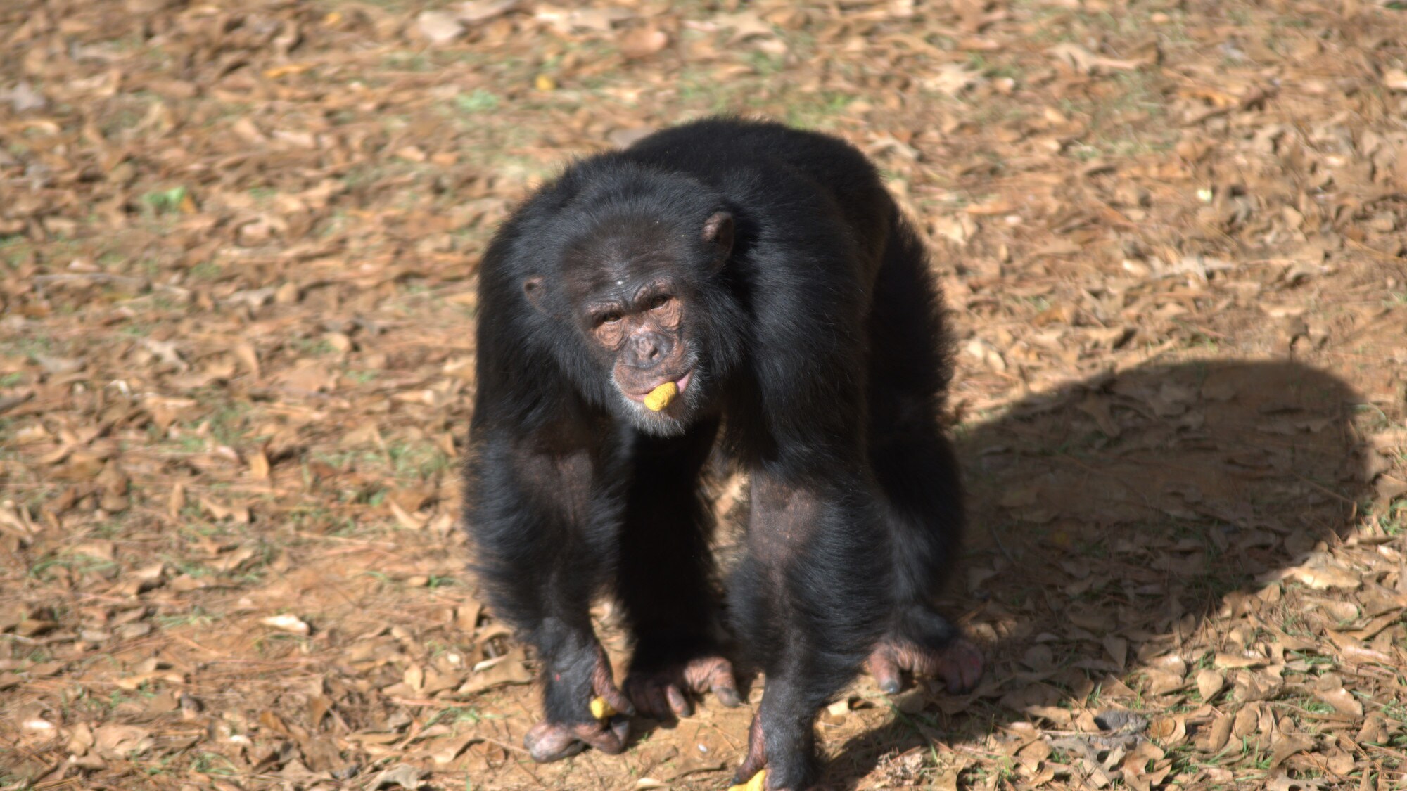 Mason walking with chow in two hands and in his mouth. Mason, along with Jimmy Dean, are the adolescent males in Sara Soda's Group. (Nick Chapoy)