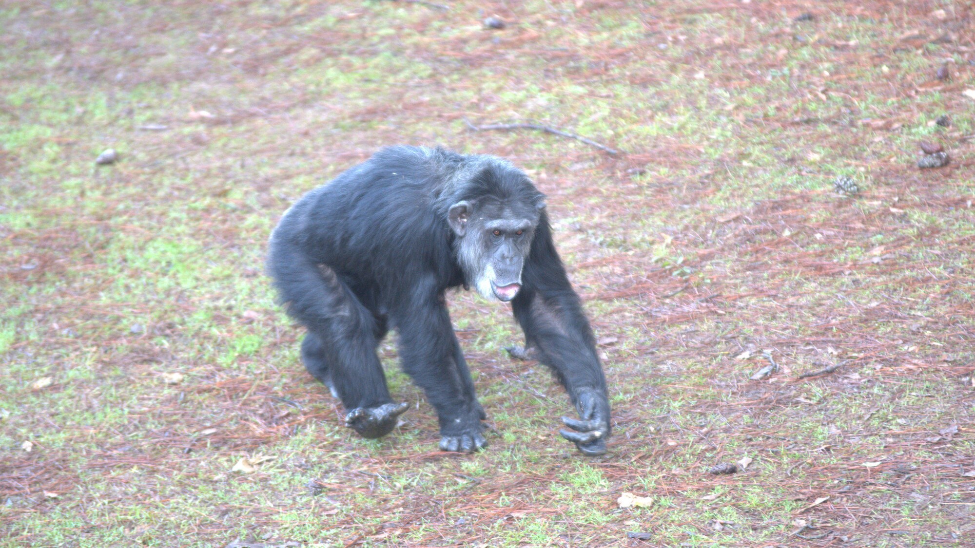 Mackenzie walking and vocalizing. Sara Soda's Group. (Nick Chapoy)