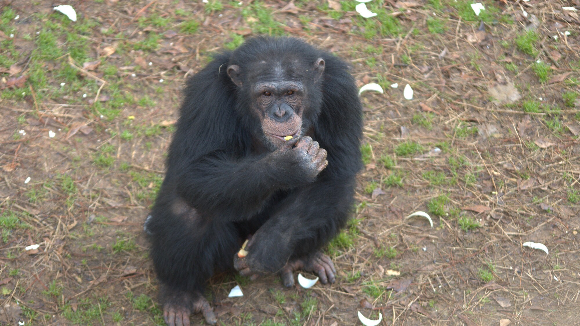 Jimmy Dean crouched in the forest habitat eating. Jimmy Dean is one of the adolescent males in Sara Soda's Group. (Nick Chapoy)