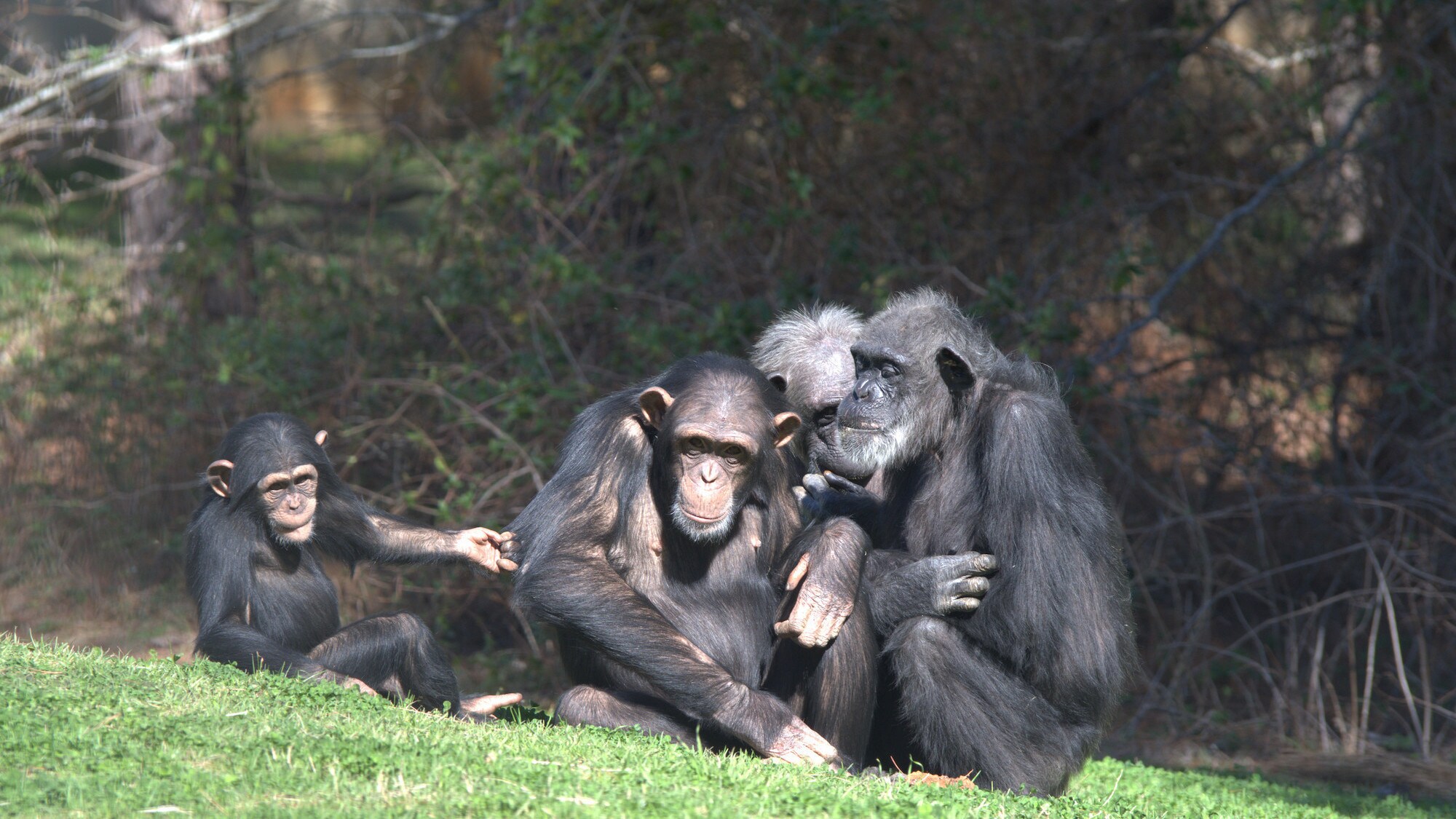 Flora, Passion, Carlee and Gina together on the grass near the trees. Sara Soda's Group. (Nick Chapoy)