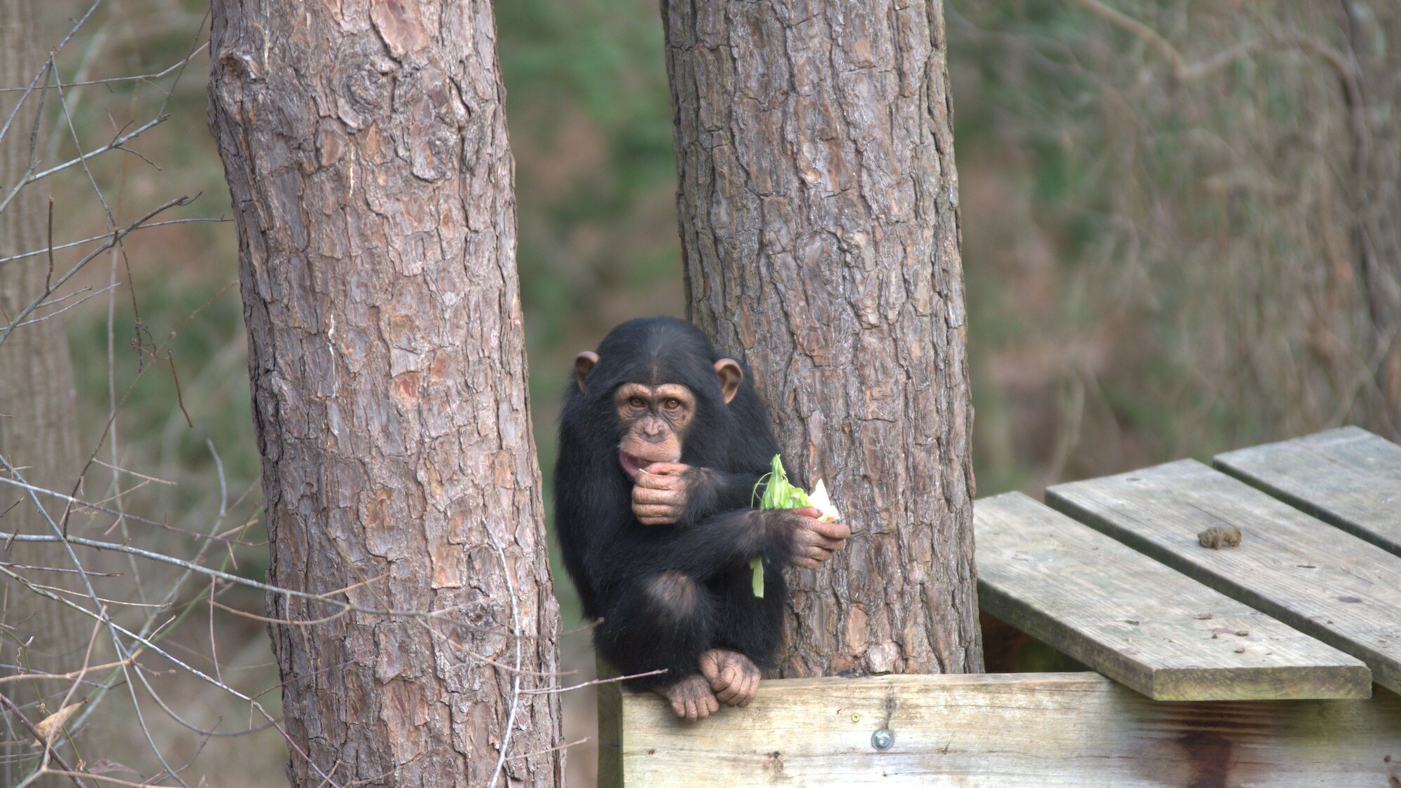 Carlee crouched on wooden platform between two trees eating greens. At two years old Carlee is the baby in Sara Soda's Group. (Nick Chapoy)