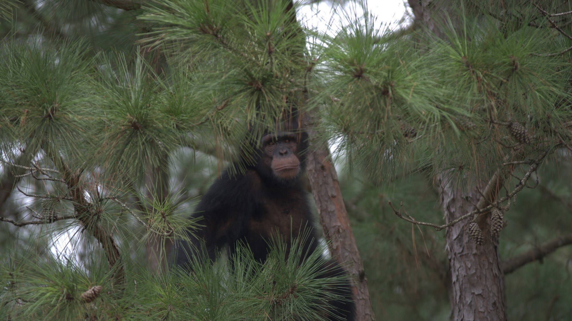Jimmy Dean's face amongst the pine trees. Jimmy Dean is one of the adolescent males in Sara Soda's Group. (Nick Chapoy)