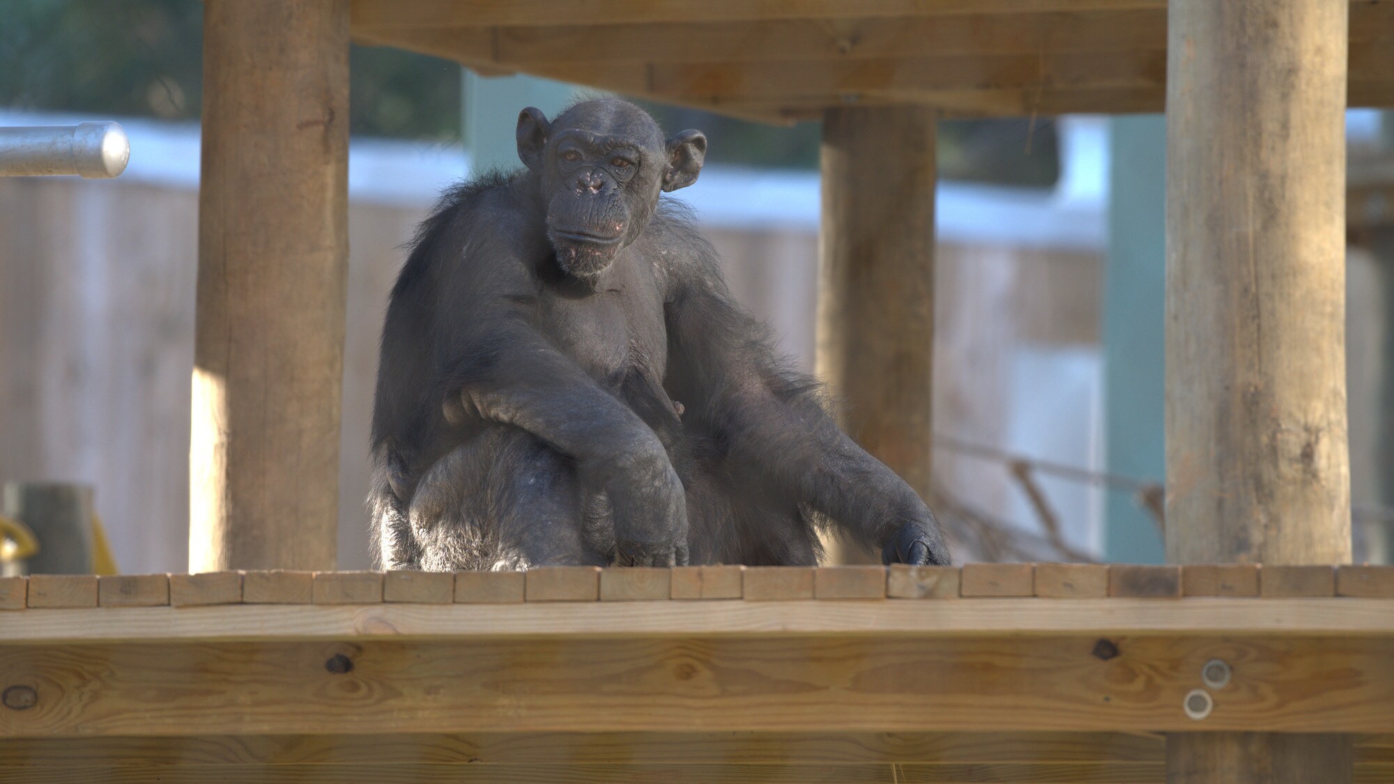 Angela sitting on a platform looking in to the distance, Slim's group. (Chimp Haven/Karalee Scouten)