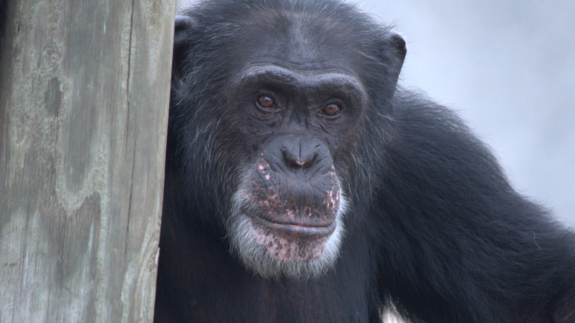 Henry, Donovan's Group. (Chimp Haven/Karalee Scouten)