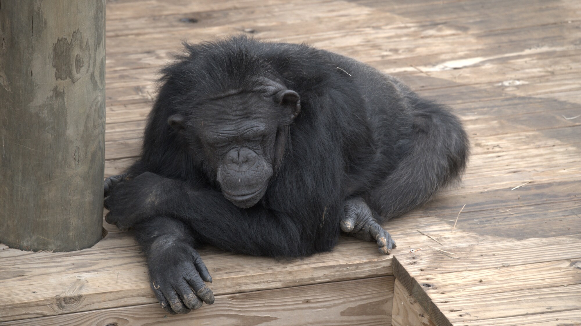 Cherry Blossom lying on platfrom with head resting on chin. Slim's group. (National Geographic/Virginia Quinn)