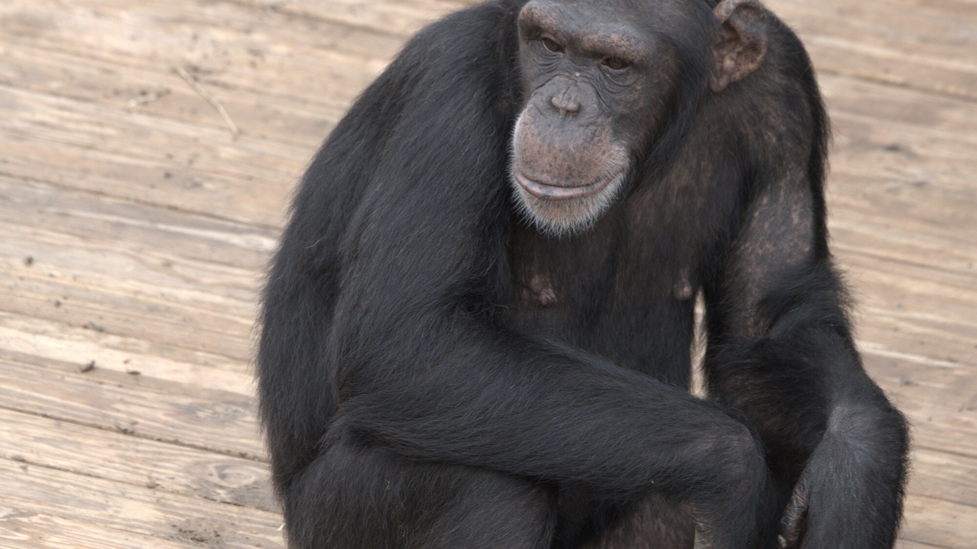 Portrait of Quilla on wooden platform, Slim's group. (National Geographic/Virginia Quinn)