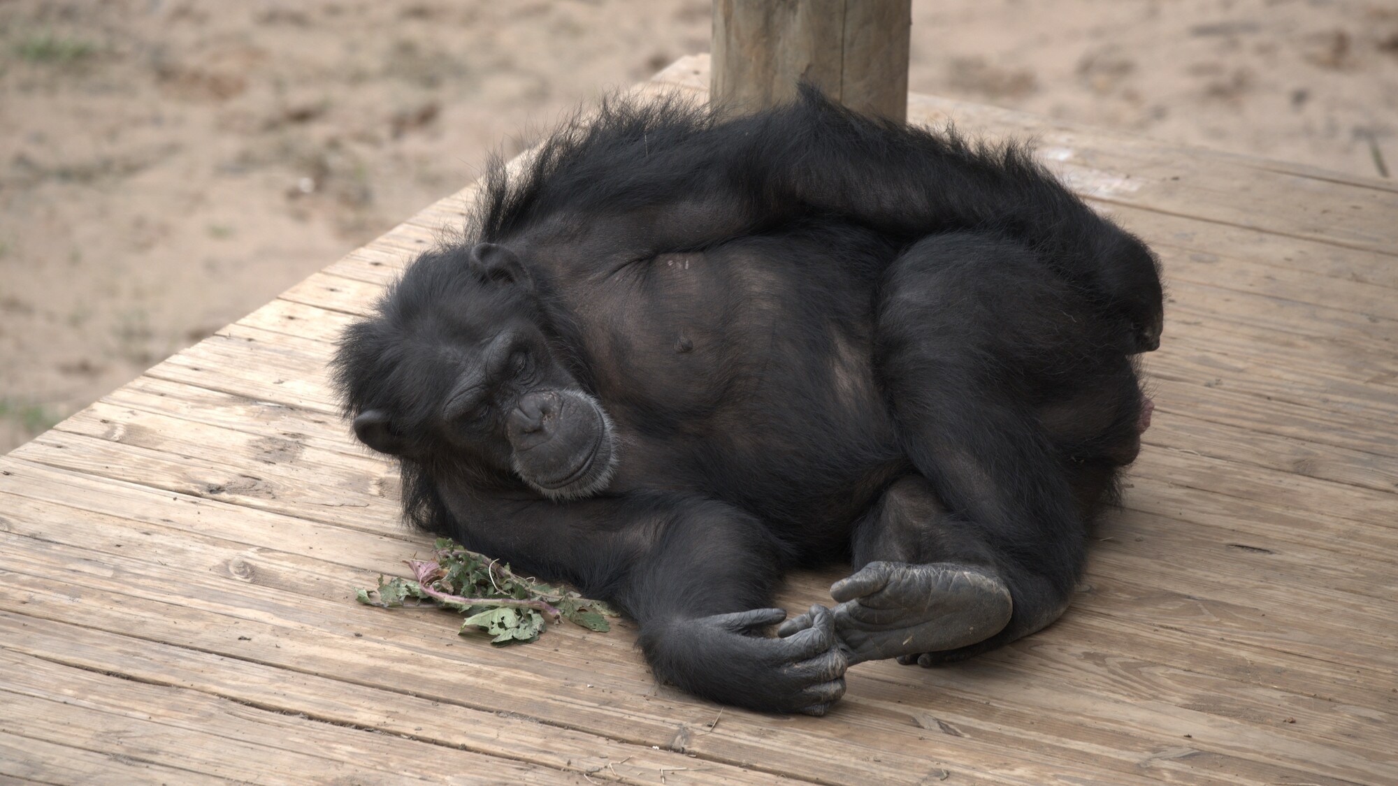 Baby lying on wooden platform examining her toes. (National Geographic/Virginia Quinn)