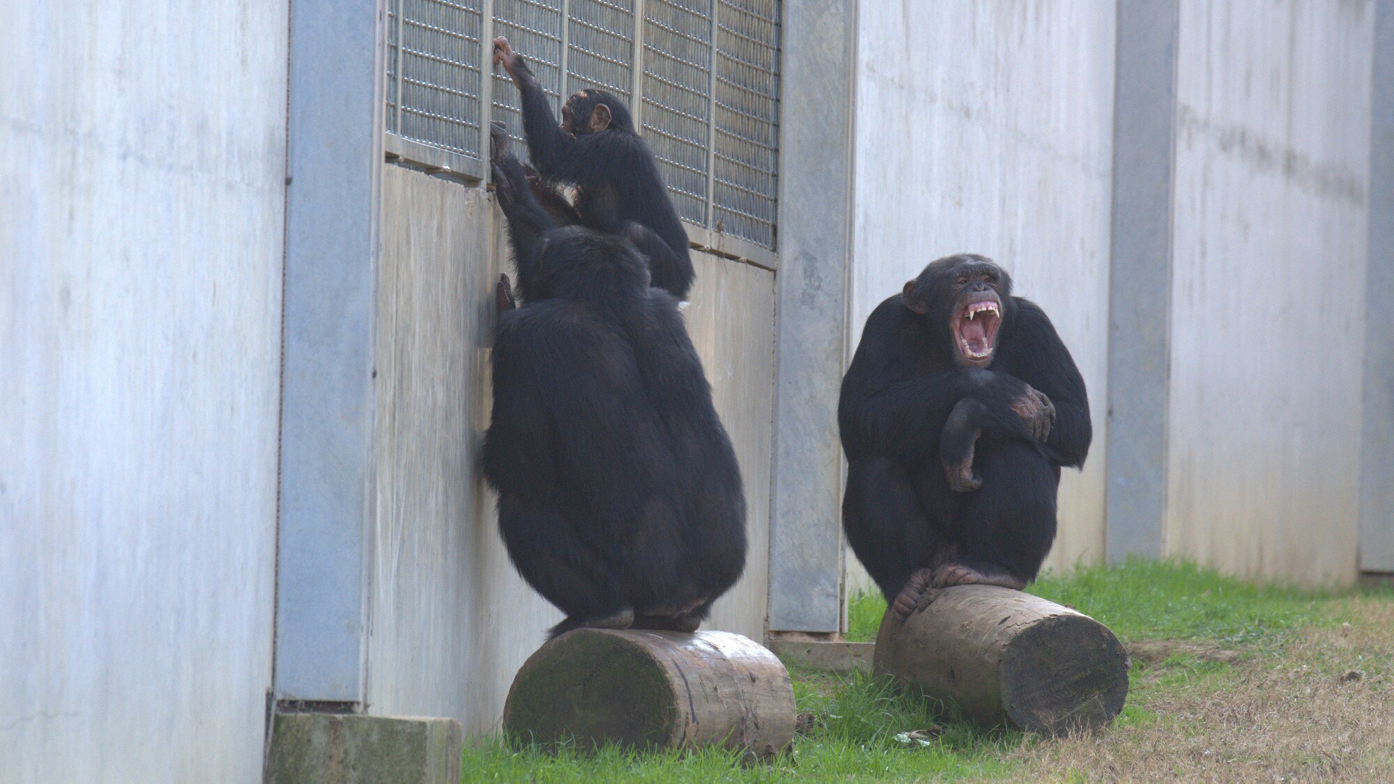 Jimmy Dean watching Carlee peering into neighbor's enclosure. Mason screaming on log next to them. Sara Soda's group. (National Geographic/Virginia Quinn)