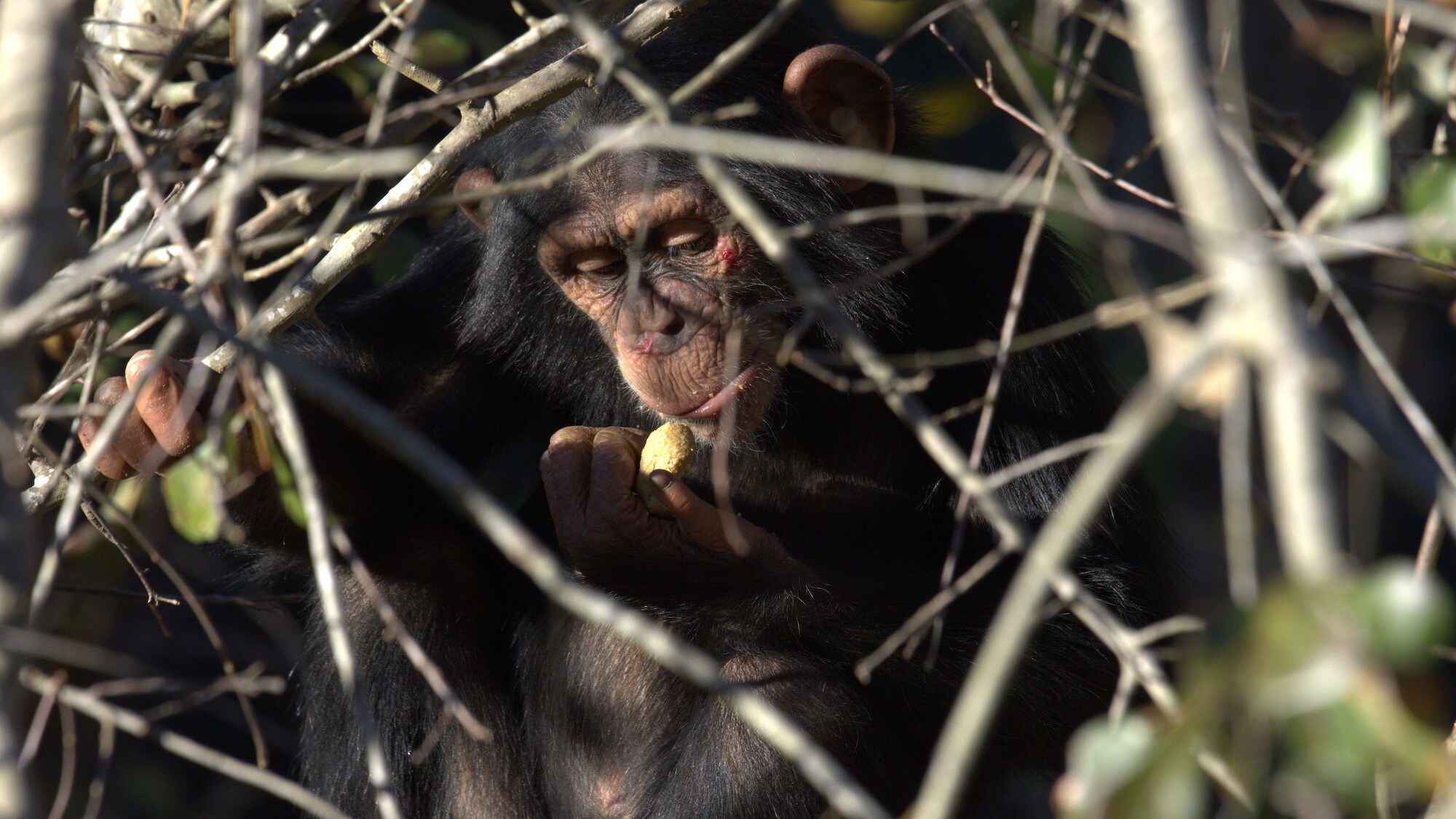 Carlee in a tree looking at Chow in hand. Chow is a nutritious food for chimpanzees. Sara Soda's group. (National Geographic/Virginia Quinn)