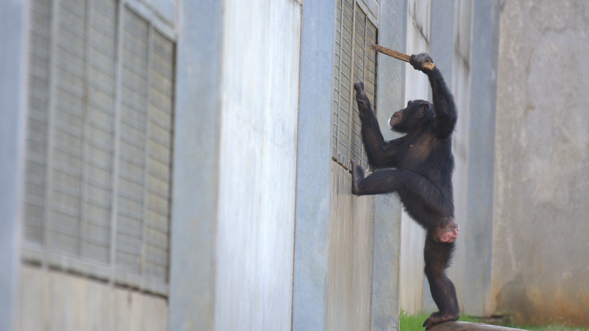 Arden poking stick through mesh. Sara Soda's group. (National Geographic/Virginia Quinn)