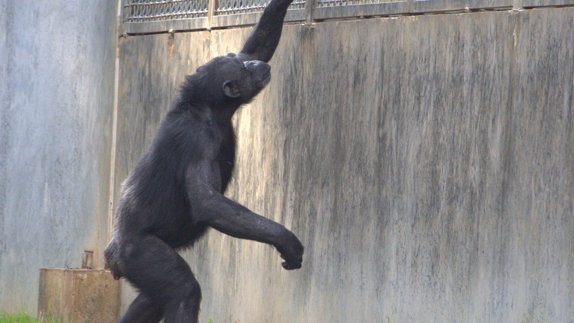 Cybil hanging on and looking through mesh at boundary wall. Sara Soda's group. (National Geographic/Virginia Quinn)