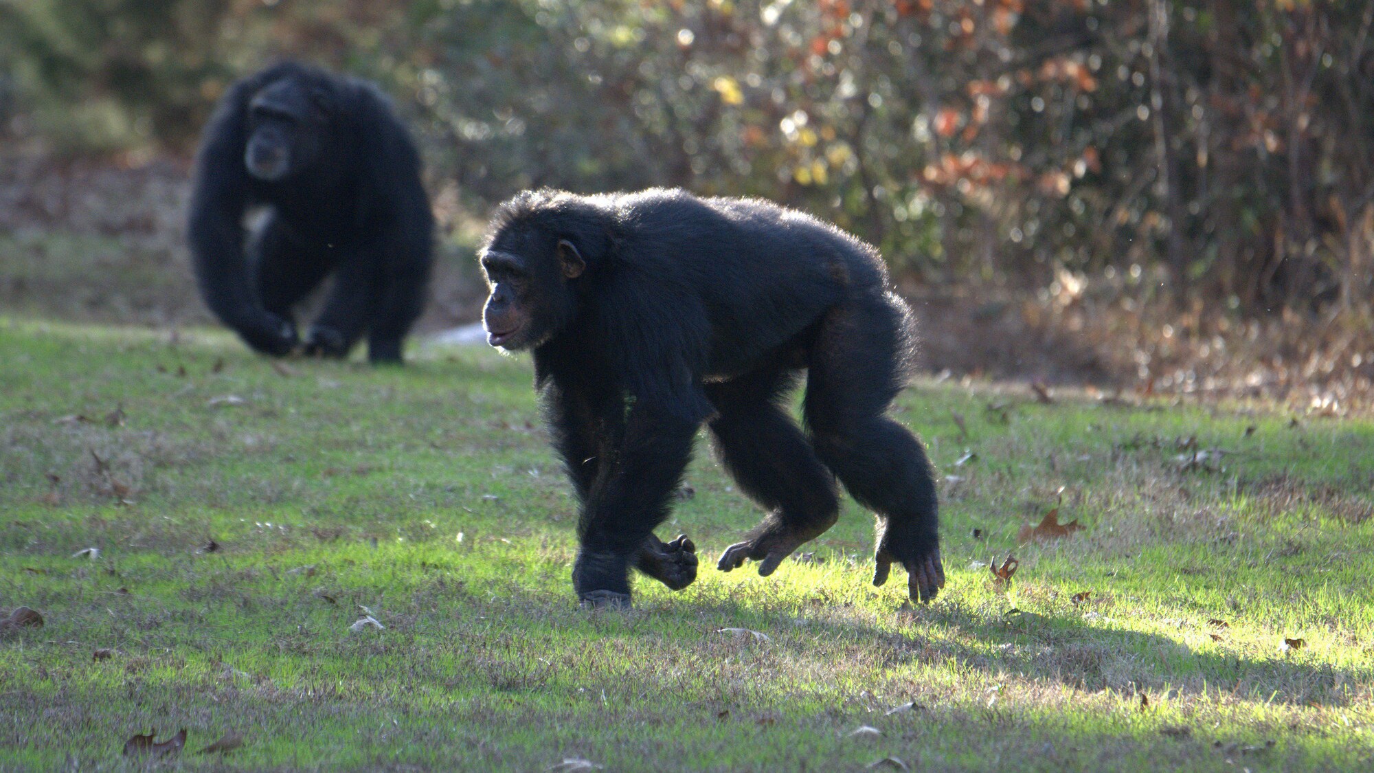 Jimmy Dean running through forest habitat. Sara Soda's group. (National Geographic/Virginia Quinn)