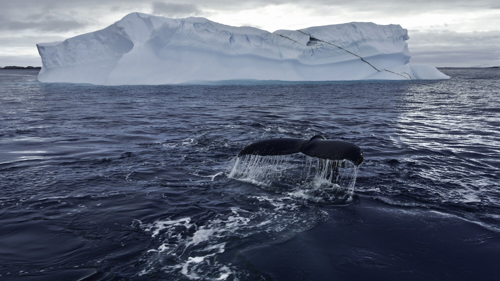 A humpback whale shows its fluke before a deep dive underneath one of Antarctica's icebergs. (National Geographic for Disney+/Hayes Baxley)