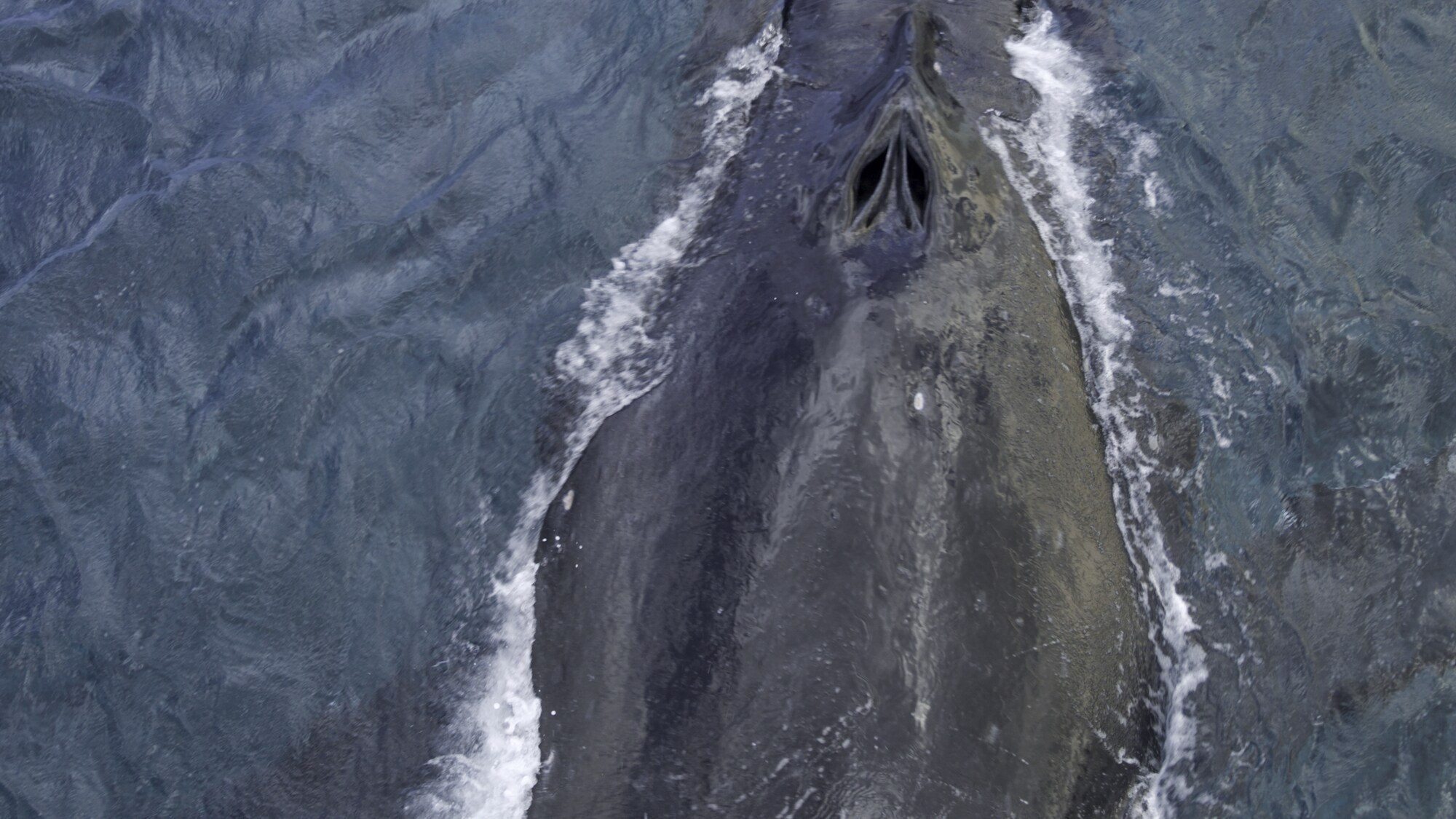 Whales are oceanic mammals - they need air to breathe, and they do so through a strategically positioned blowhole at the top of their heads. The force of an exhale is great, sending water 15 feet up at an impressive 300 miles per hour. (National Geographic for Disney+/Hayes Baxley)