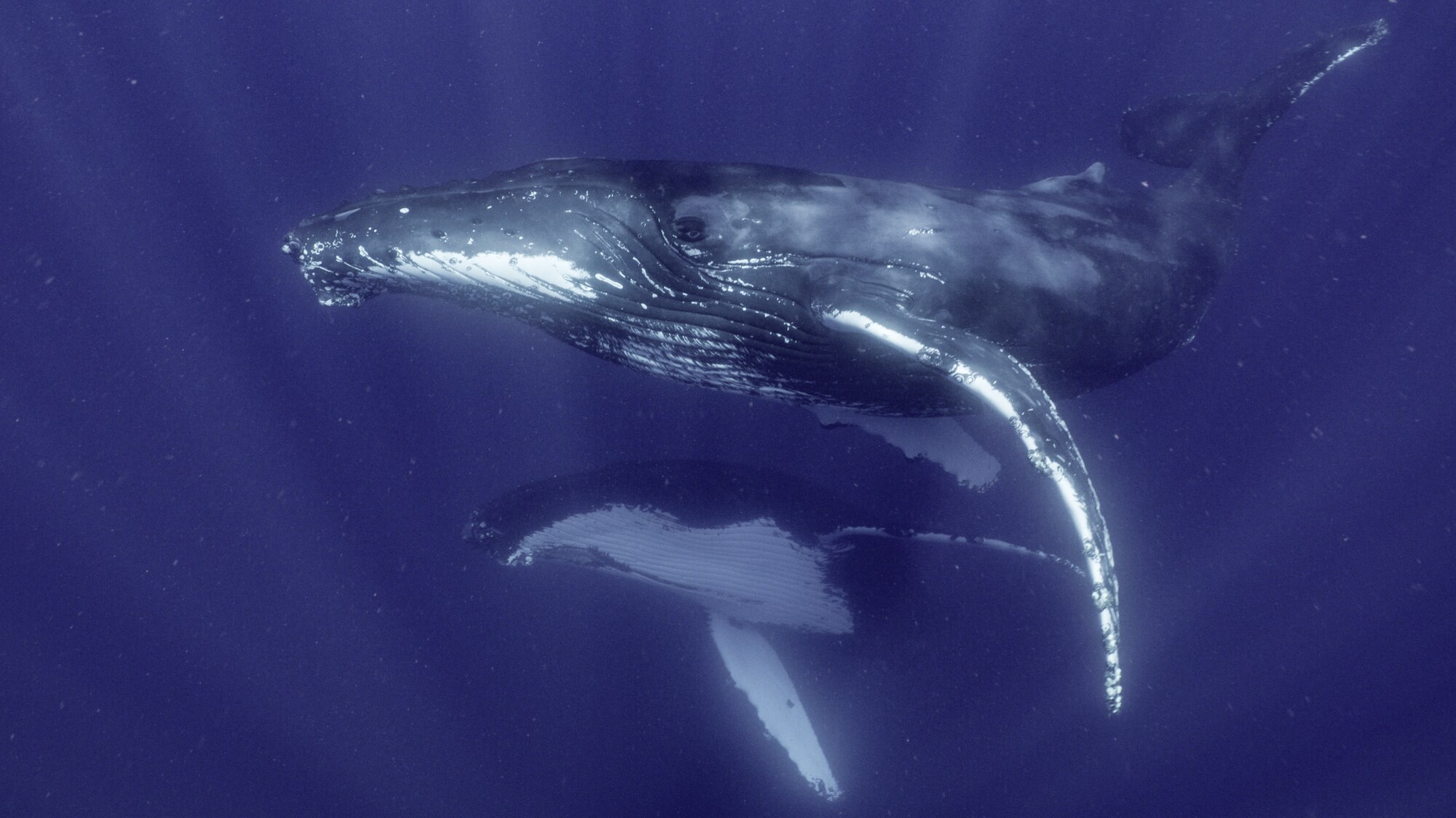 Humpback whales undergo one of the longest migrations of any mammal on Earth - over 6,000 miles. (National Geographic for Disney+/Adam Geiger)