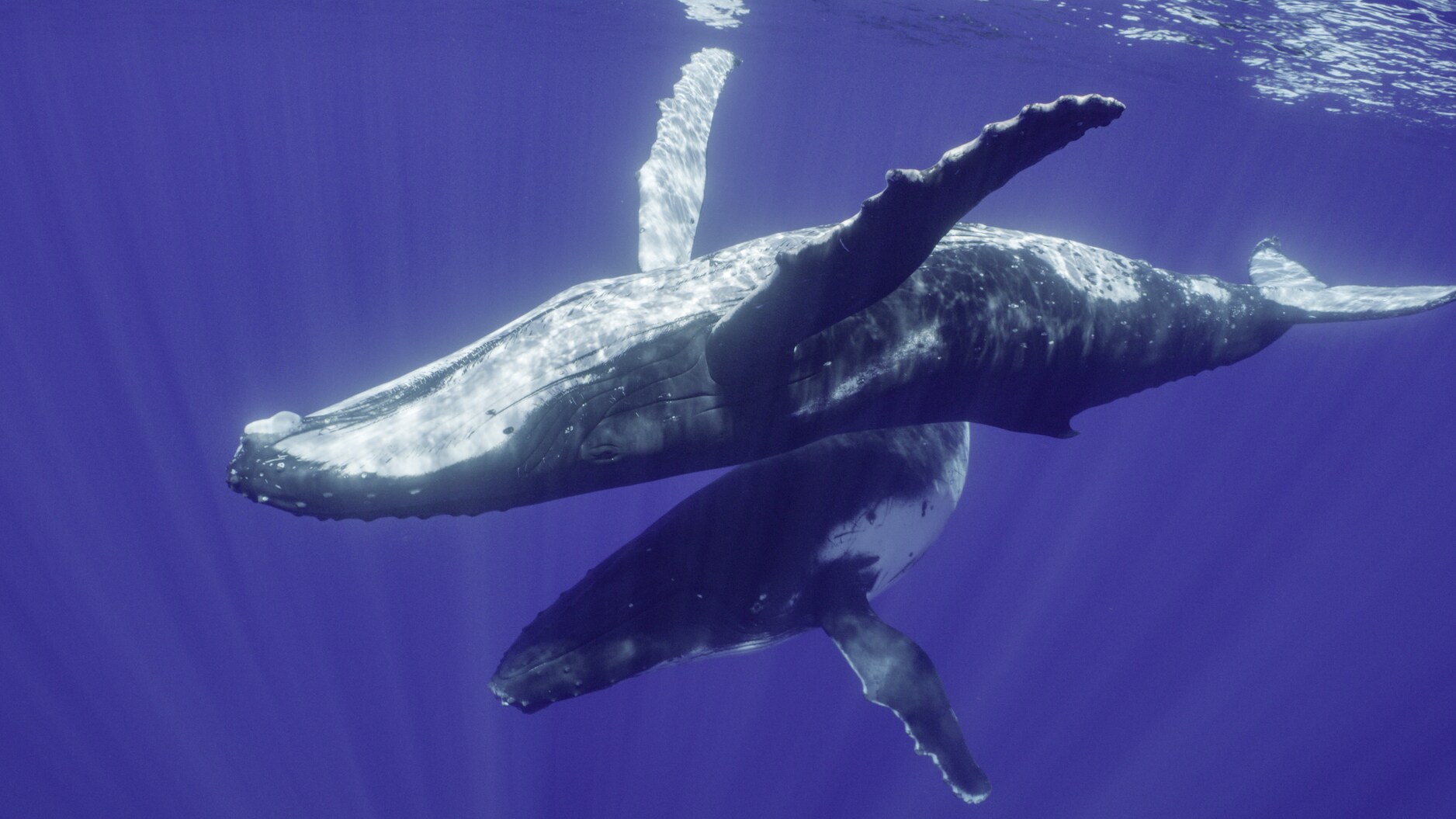 Humpback whales undergo one of the longest migrations of any mammal on Earth - over 6,000 miles. (National Geographic for Disney+/Adam Geiger)