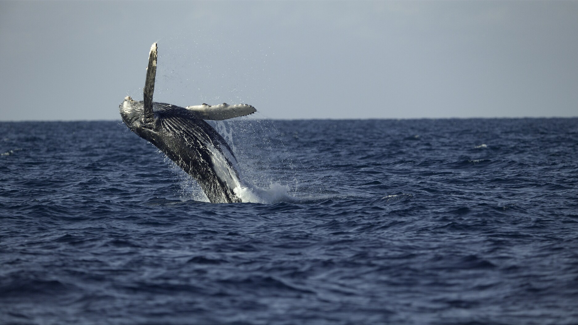 Scientists believe humpbacks breach to communicate to other whales - although it also looks like fun. (National Geographic for Disney+/Hayes Baxley)