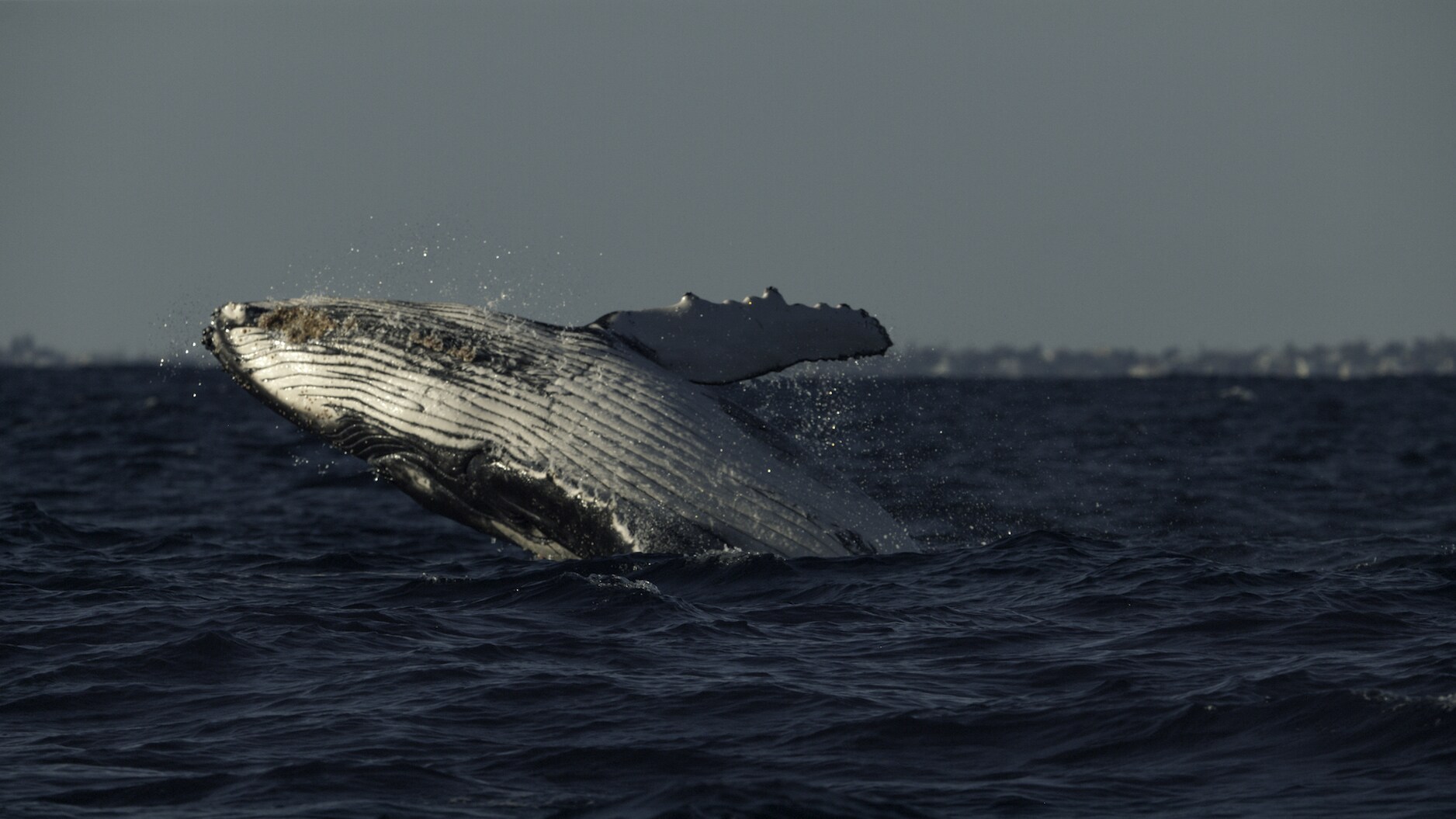 Scientists believe humpbacks breach to communicate to other whales - although it also looks like fun. (National Geographic for Disney+/Hayes Baxley)