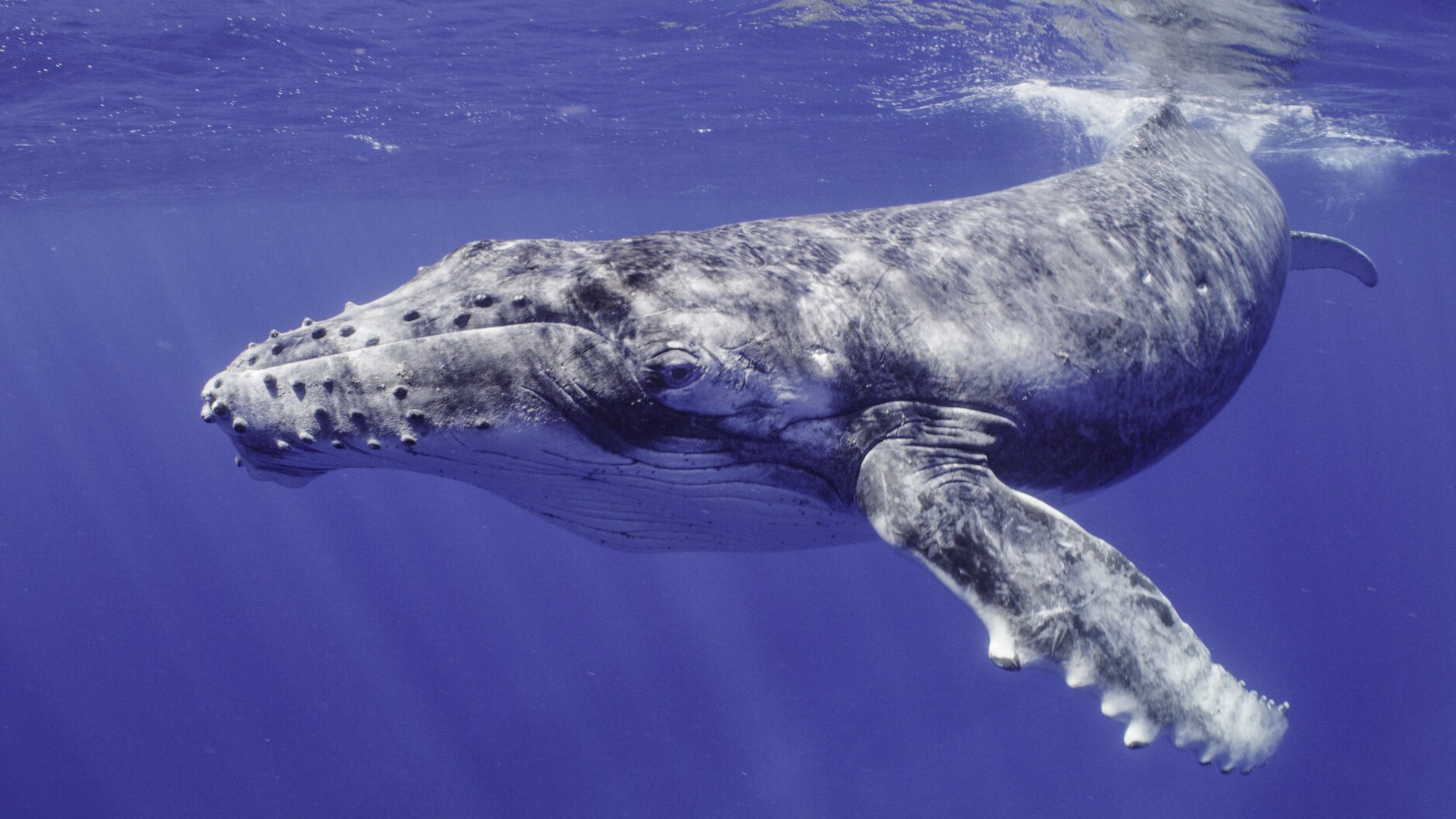 Humpback whale calves are born more than 10 feet long. (National Geographic for Disney+/Adam Geiger)