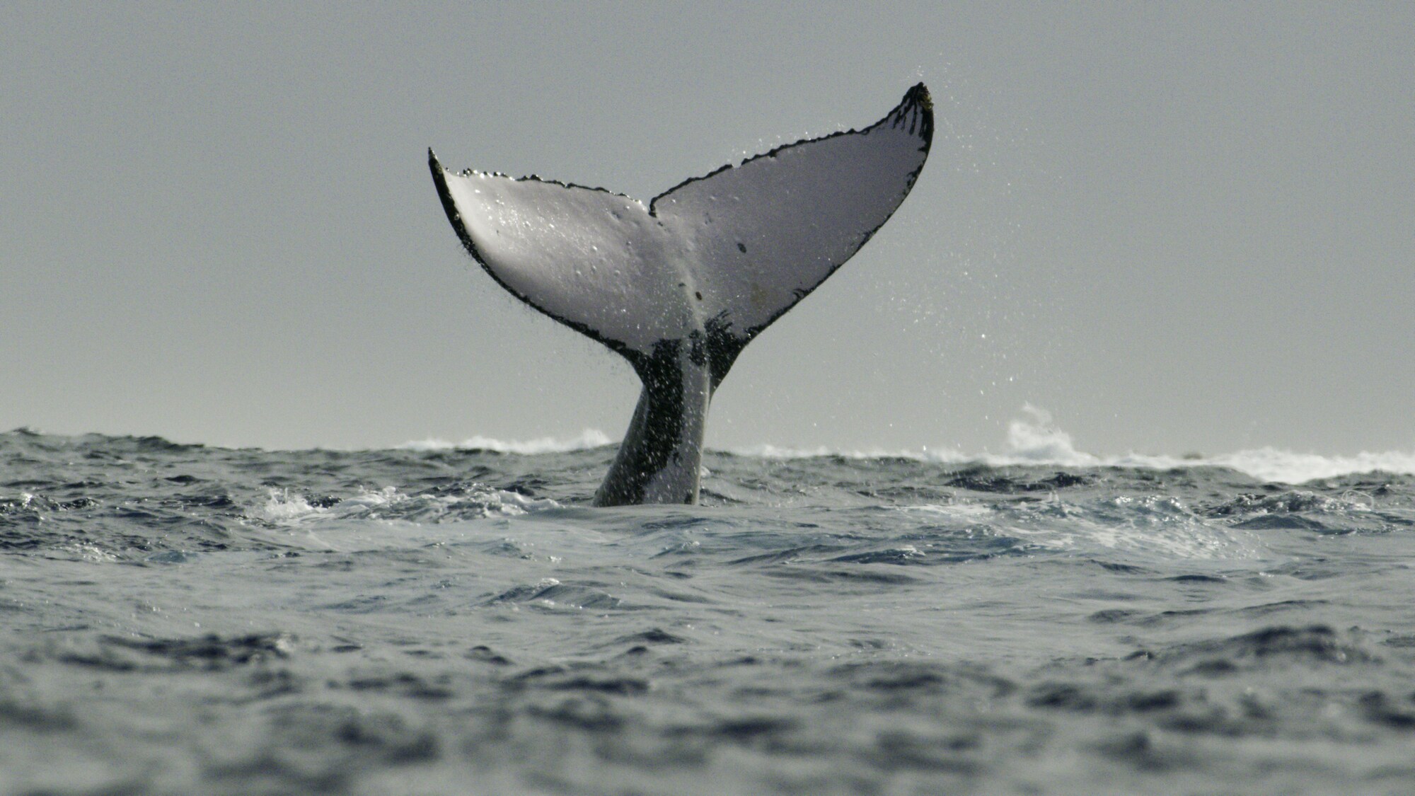 The humpback's tail - called a fluke - has patterns as unique as a human fingerprint. Scientists use them to identify individuals year after year. (National Geographic for Disney+/Hayes Baxley)