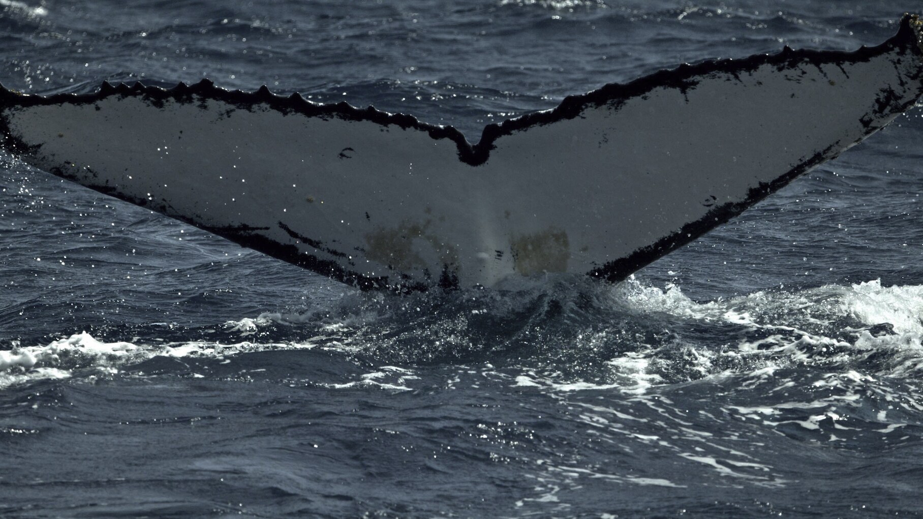 The humpback's tail - called a fluke - has patterns as unique as a human fingerprint. Scientists use them to identify individuals year after year. (National Geographic for Disney+/Hayes Baxley)