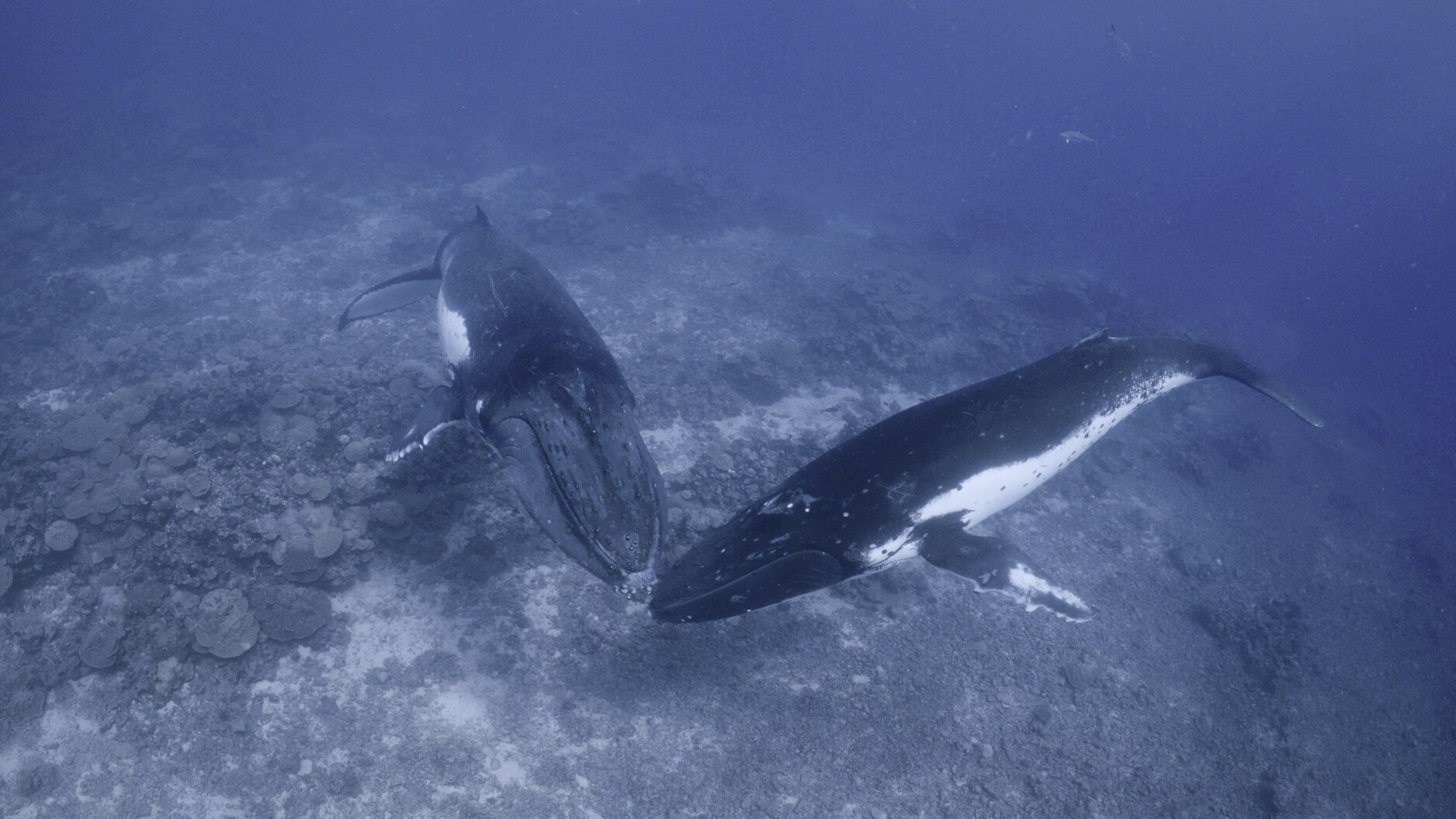 Only male humpbacks sing their famous songs - perhaps to attract a willing mate. (National Geographic for Disney+/Adam Geiger)