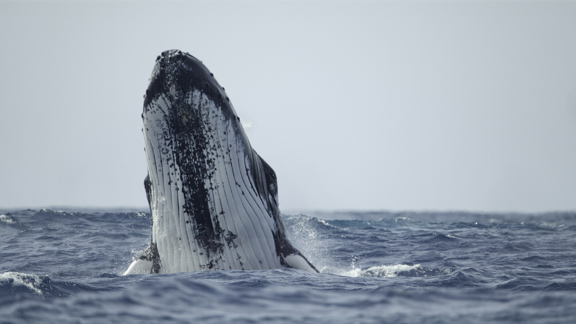 Humpbacks and other whales "spyhop," where they stick their heads out of the water. It may be to get a better view - or listen in - to action at the surface. (National Geographic for Disney+/Brian Armstrong)