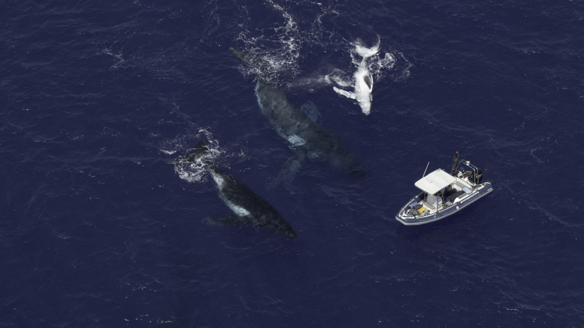 A group of humpbacks approach biologist Nan Hauser and National Geographic photographer Brian Skerry while on assignment for Planet of the Whales. (National Geographic for Disney+/Hayes Baxley)