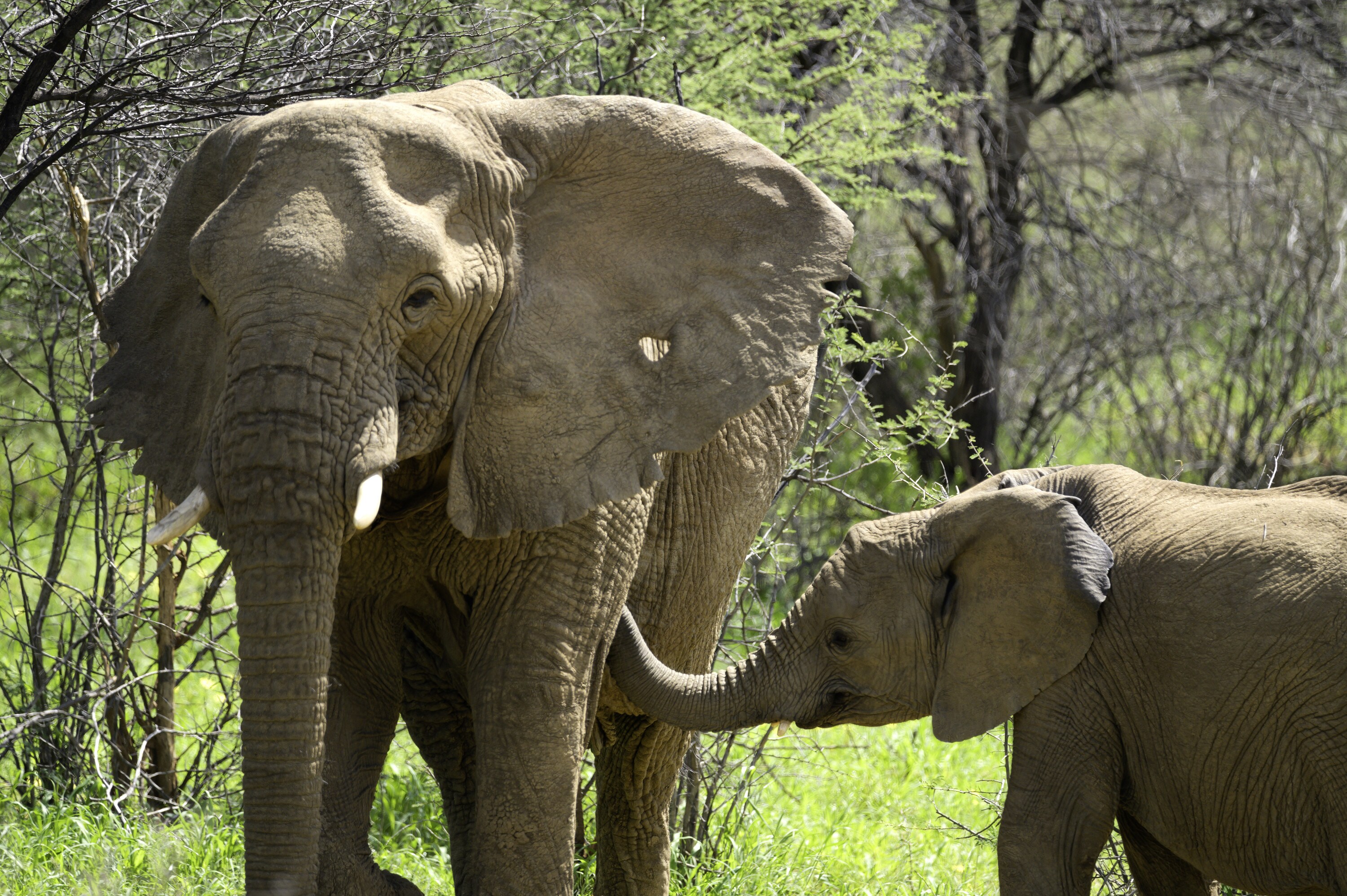 Max looping his trunk towards the Matriarch, Khanyisa. (National Geographic for Disney+/Melanie Gerry)