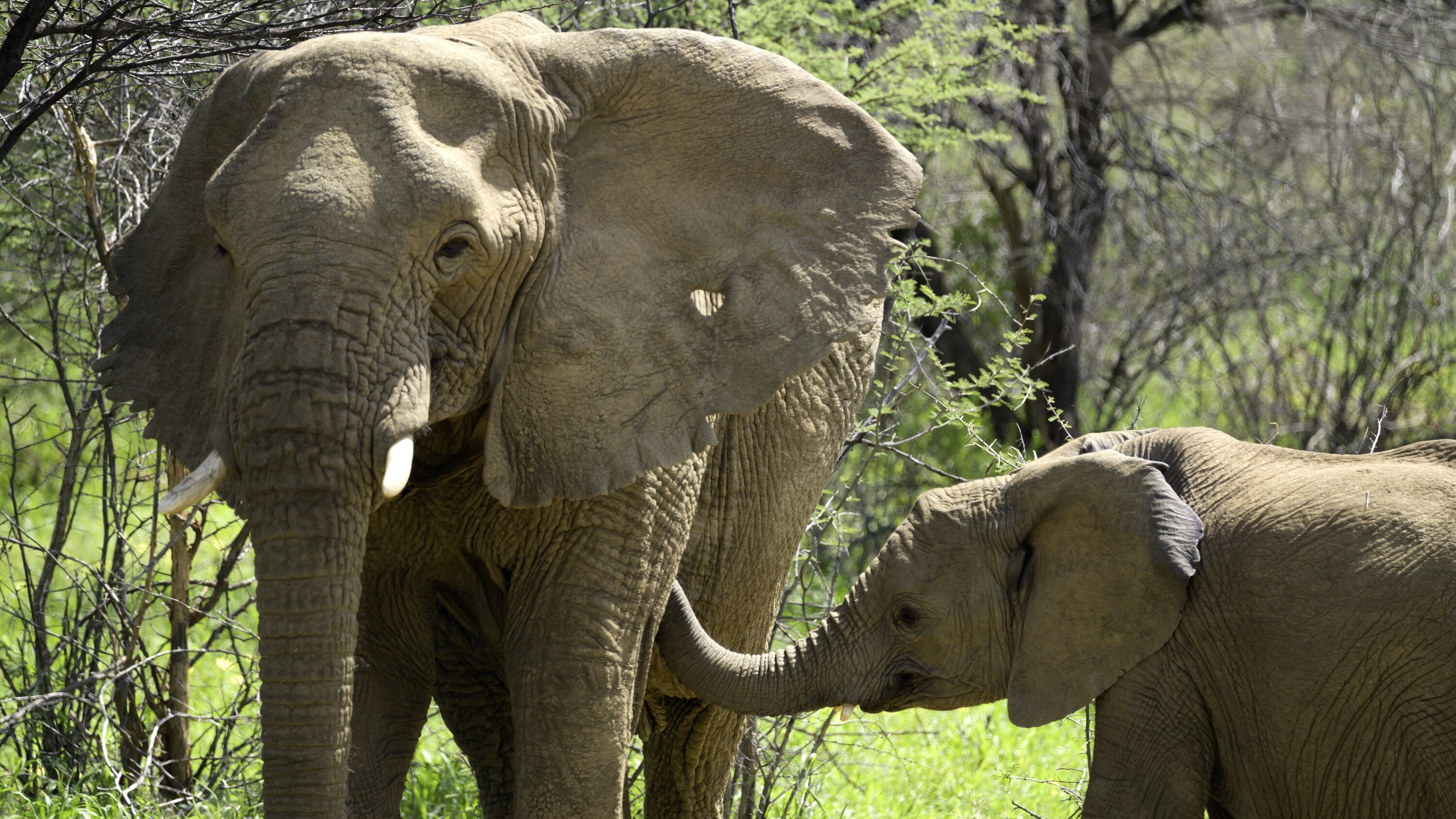 Max looping his trunk towards the Matriarch, Khanyisa. (National Geographic for Disney+/Melanie Gerry)