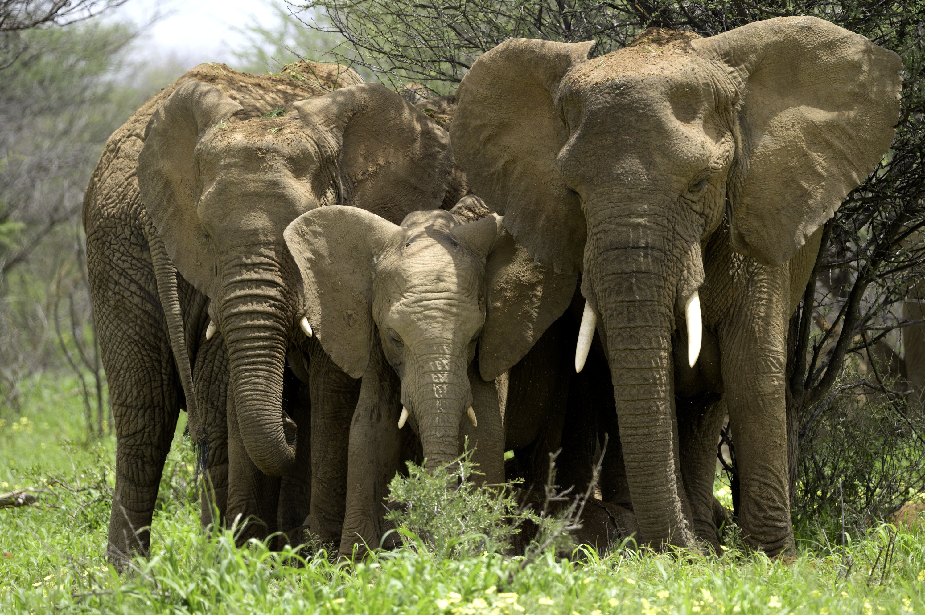 The elephant herd rests in the trees. (National Geographic for Disney+/Melanie Gerry)