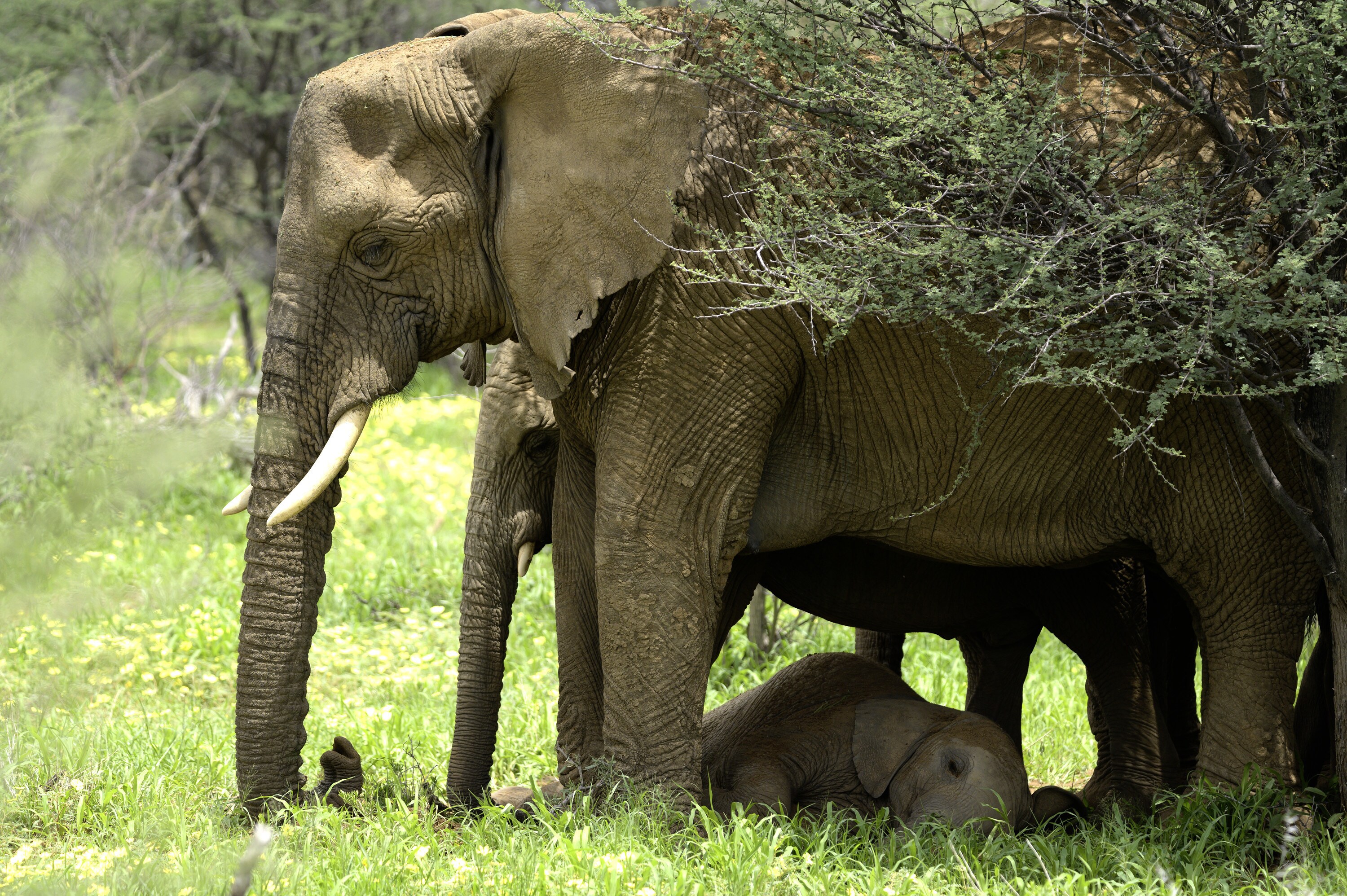 Max lying down underneath the adults. Thandi stands in green grass with her trunk curled and pressed to the ground. (National Geographic for Disney+/Melanie Gerry)