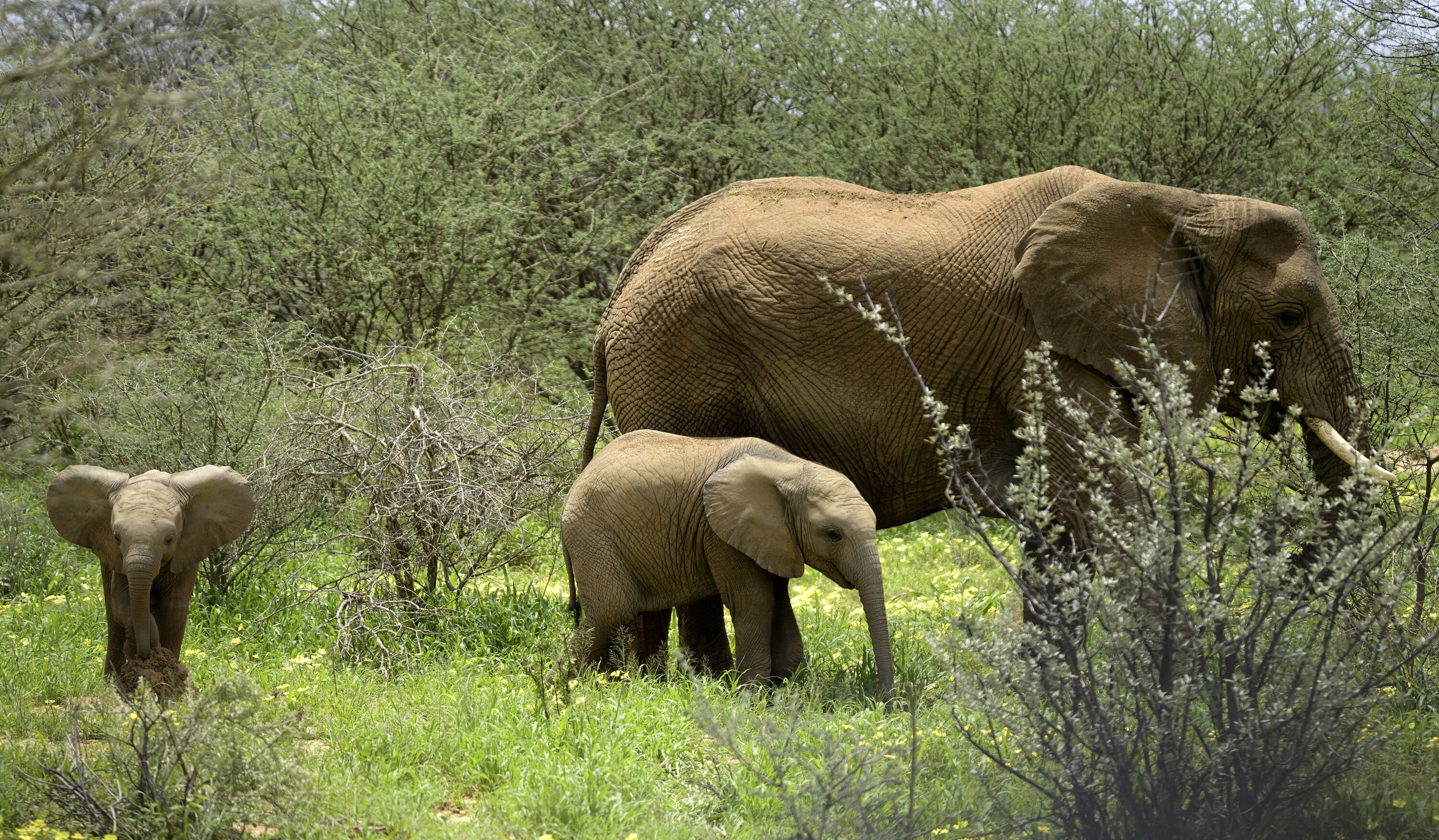 Aria (far left) with ears fanned out. Max and Thandi eat in the grass. (National Geographic for Disney+/Melanie Gerry)