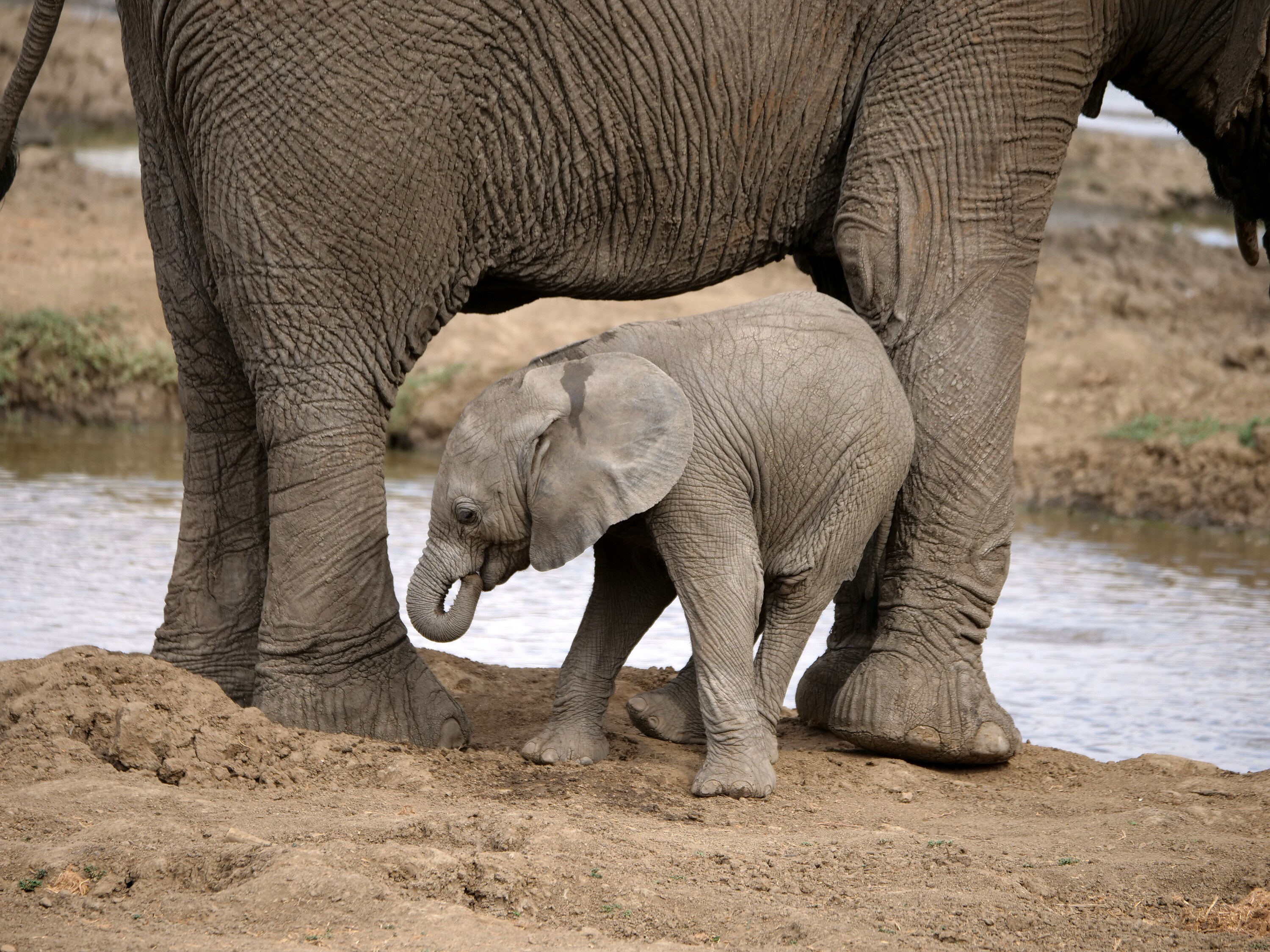 Aria stands under Thandi and curls her turnkn into her mouth. (National Geographic for Disney+/Melanie Gerry)