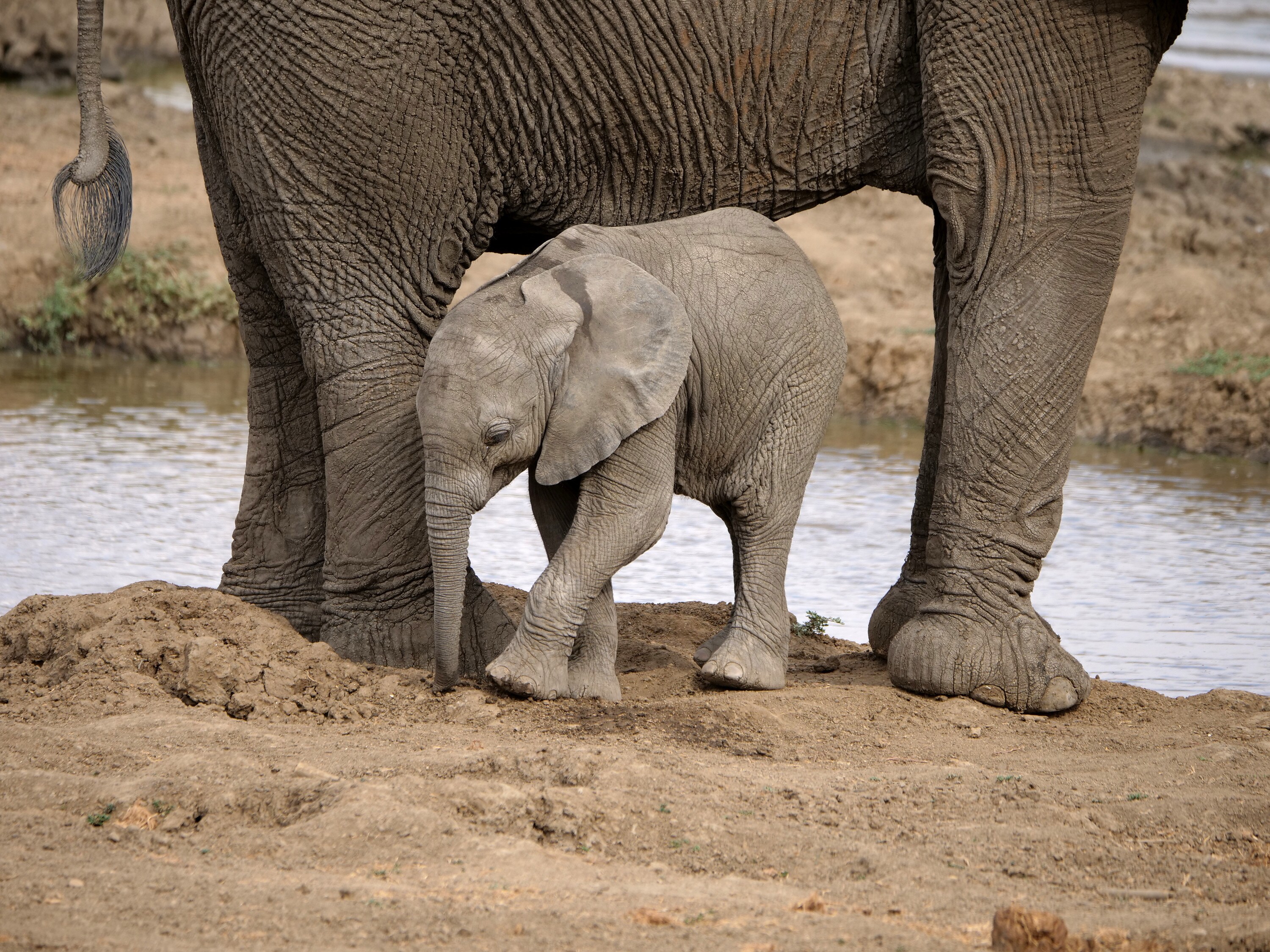 Aria stands next to Thandi alongside the water. (National Geographic for Disney+/Melanie Gerry)