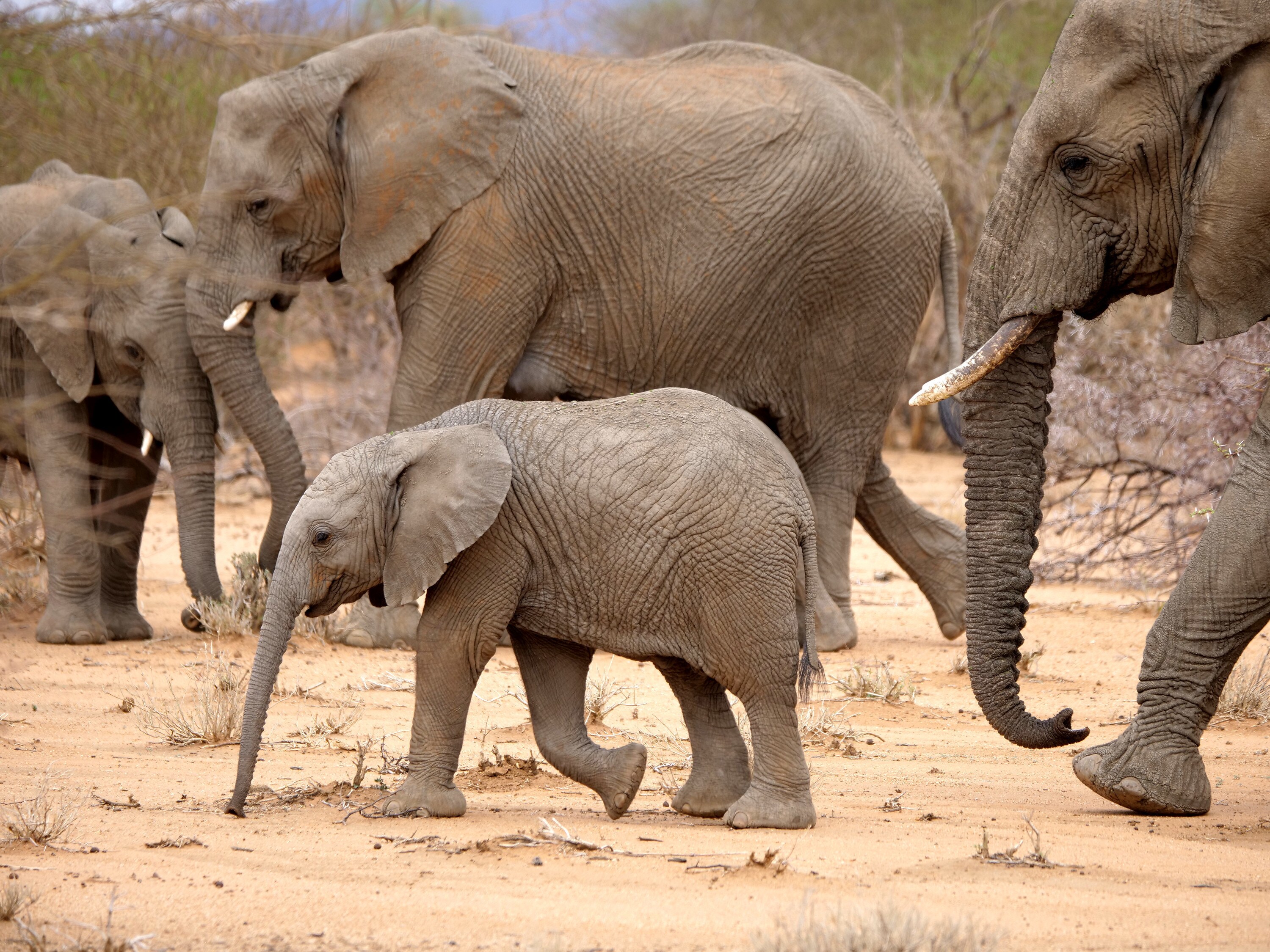 Max walks through the dry terrain. (National Geographic for Disney+/Melanie Gerry)