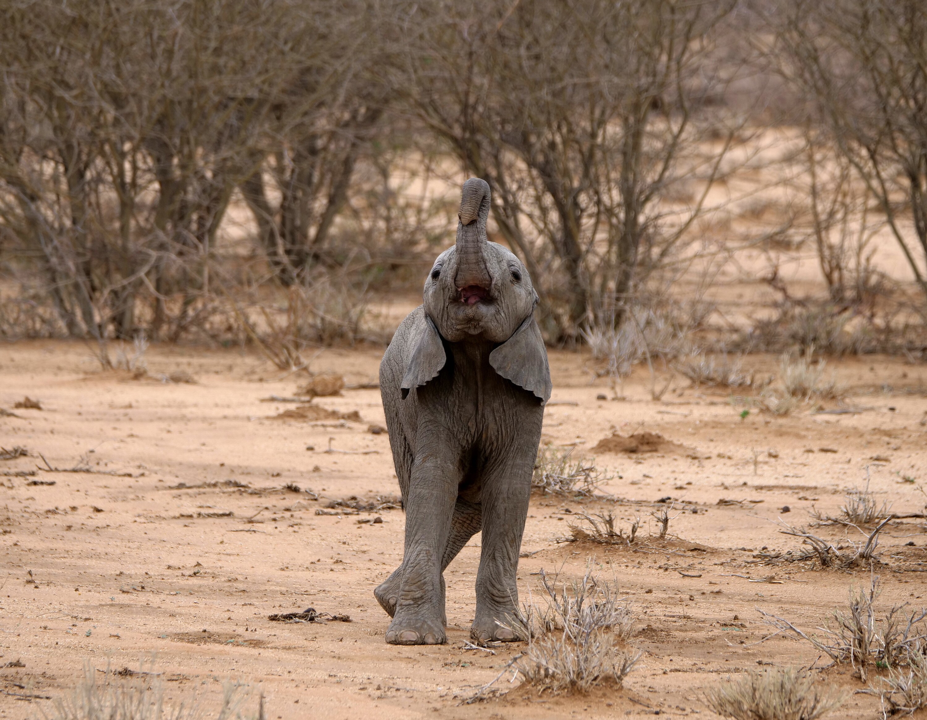 Max raises his trunk. (National Geographic for Disney+/Melanie Gerry)