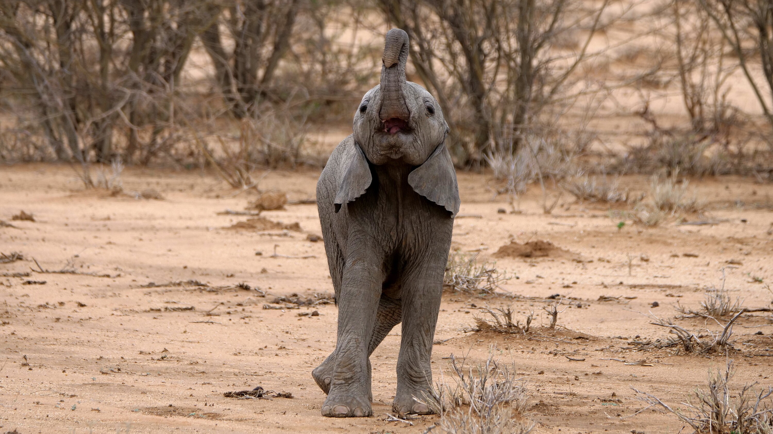 Max raises his trunk. (National Geographic for Disney+/Melanie Gerry)