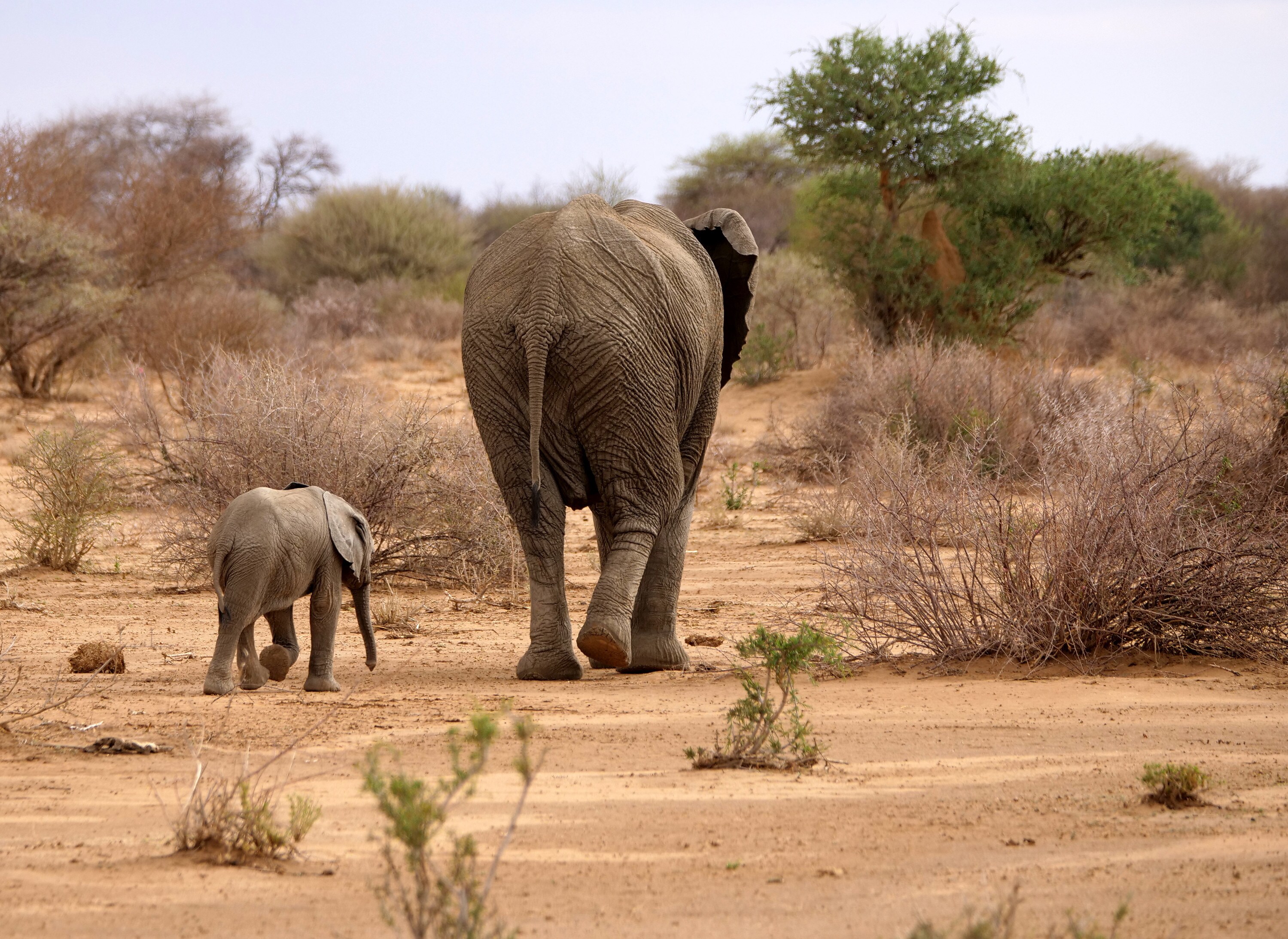 Aria walks behind Thandi. (National Geographic for Disney+/Melanie Gerry