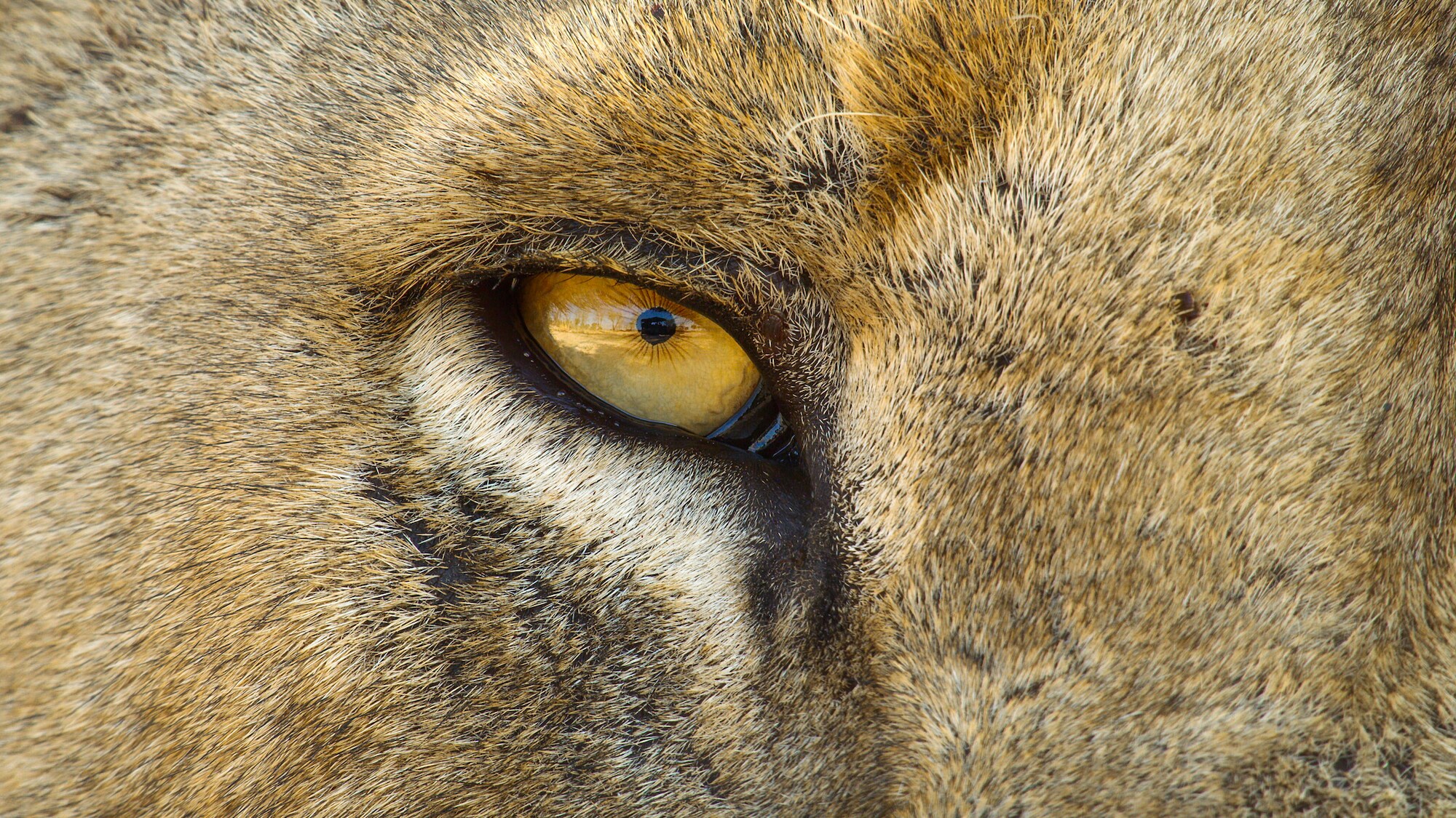 A close up of a lioness eye. (Credit: National Geographic/Bertie Gregory for Disney+)