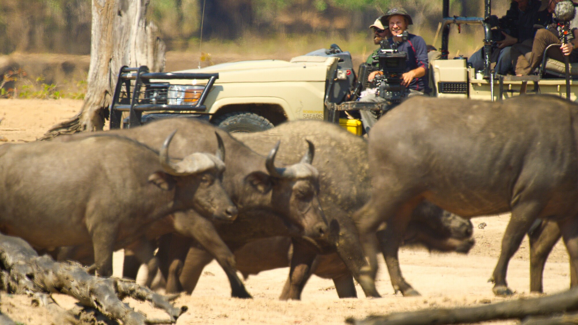 A herd of buffalo walk past the film crew. (Credit: National Geographic/Sam Stewart for Disney+)