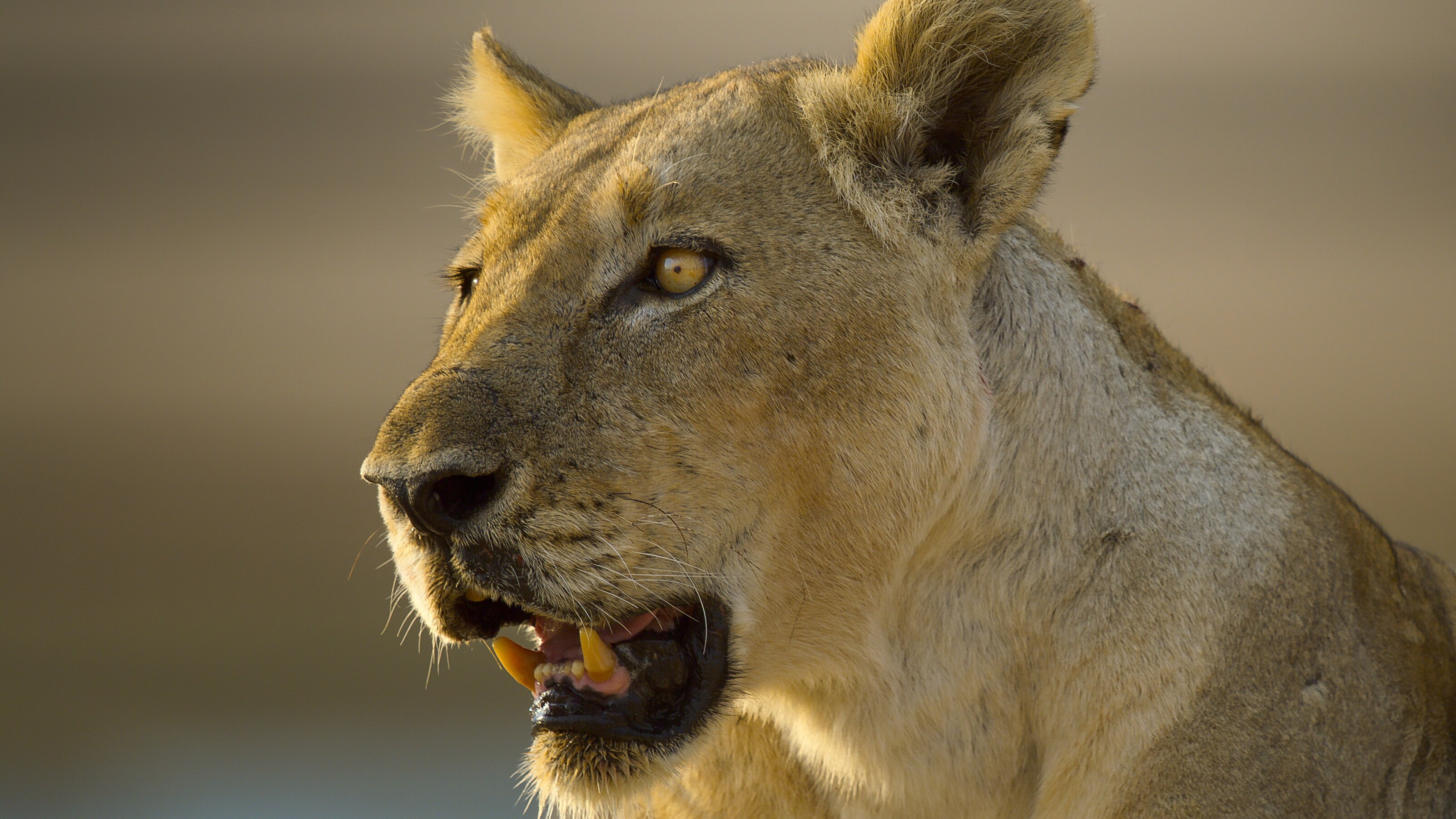 A powerful lioness. (Credit: National Geographic/Bertie Gregory for Disney+)