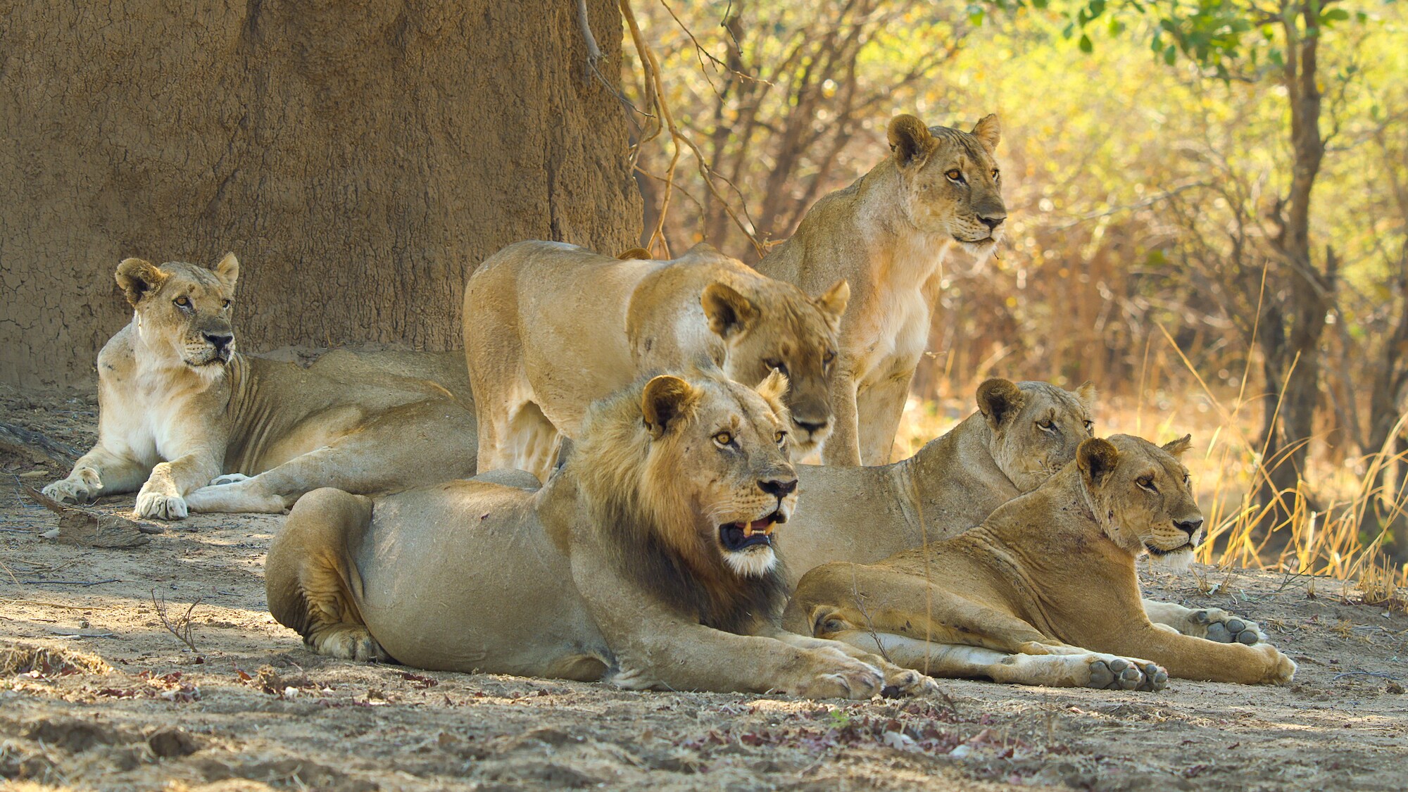 A pride of lions watch as an opportunity for a hunt arises. (Credit: National Geographic/Bertie Gregory for Disney+)