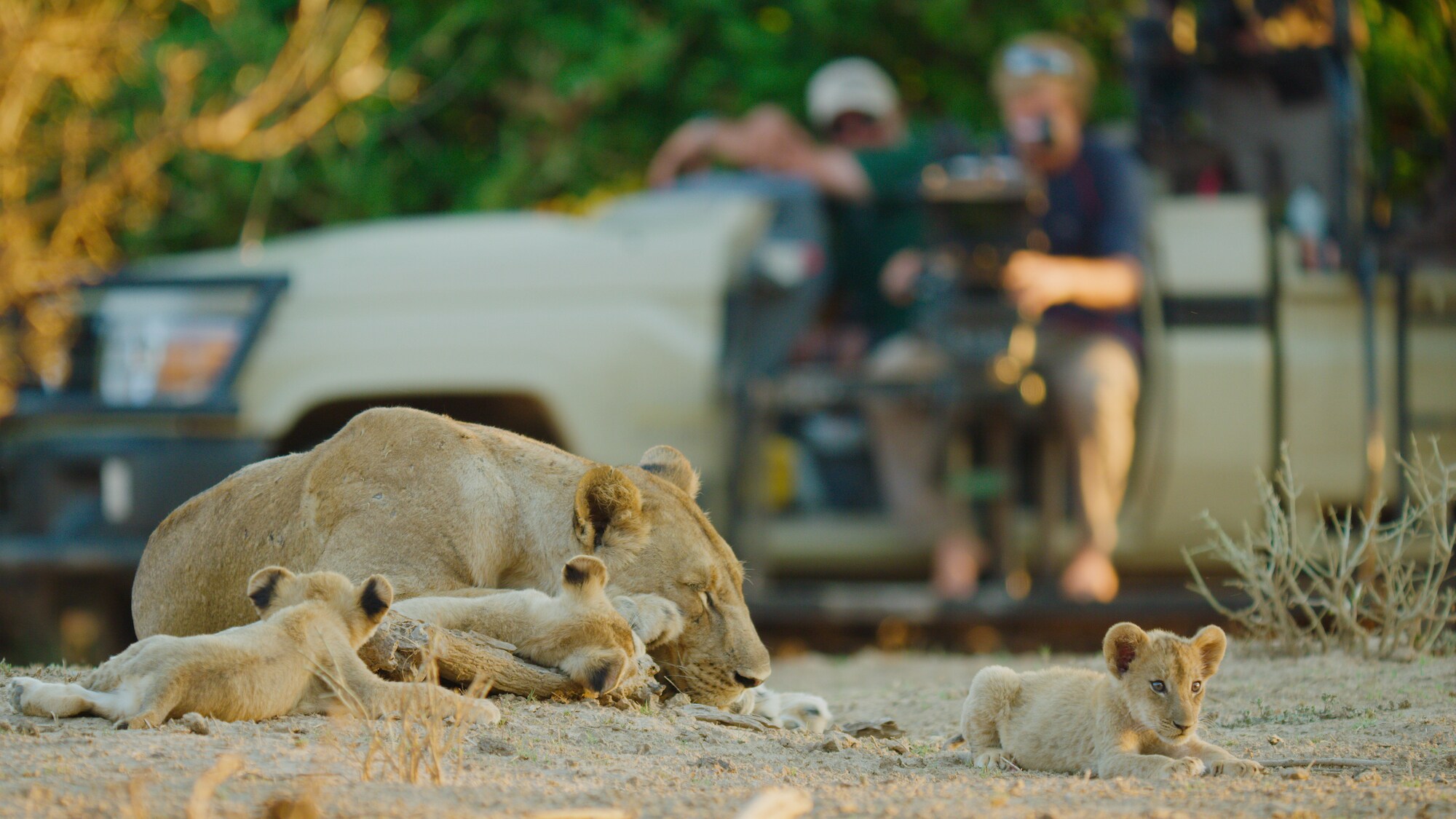 Bertie Gregory  films as a lioness from the Mwamba pride rests with her three cubs at the den site.
