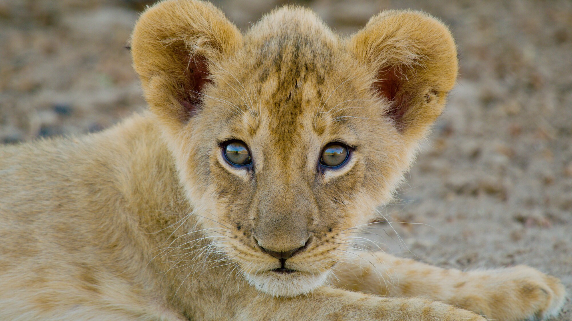 One of three cubs from the Mwamba pride in South Luangwa. Local guides estimate these cubs to be around 3 months old. (Credit: National Geographic for Disney+)