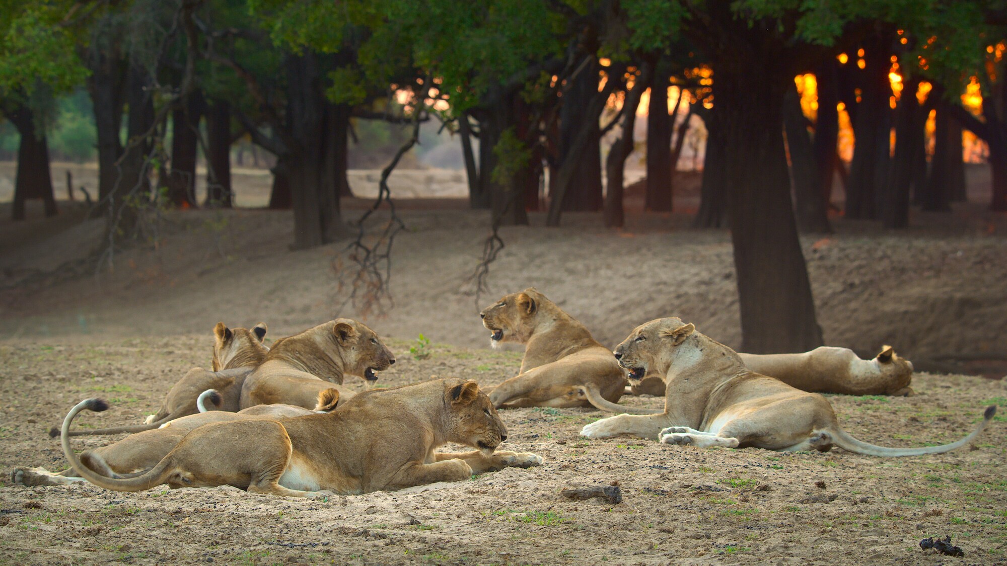 Pride of lions resting together. (Credit: National Geographic/Bertie Gregory for Disney+)