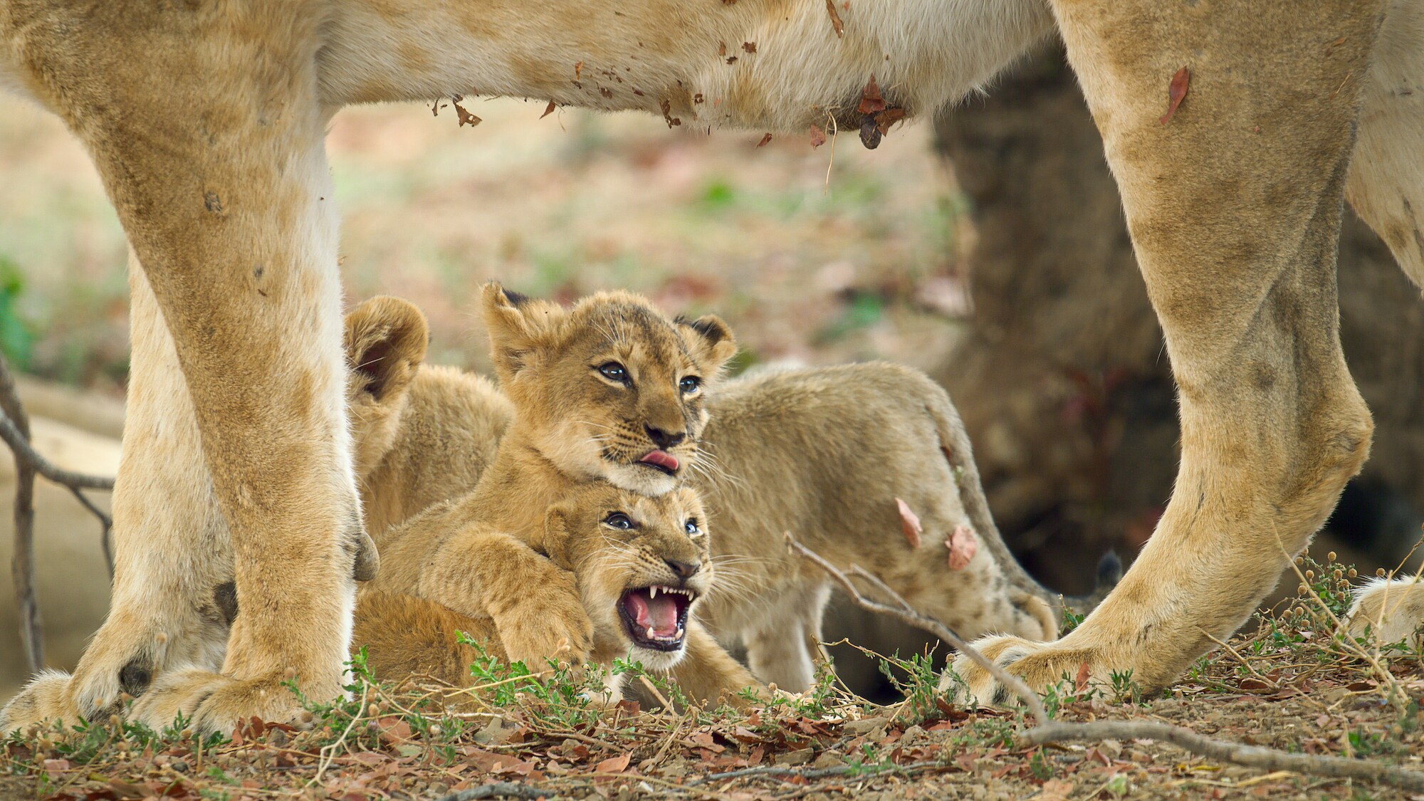 Two lion cubs play fighting underneath their mother. (Credit: National Geographic/Sam Stewart for Disney+)