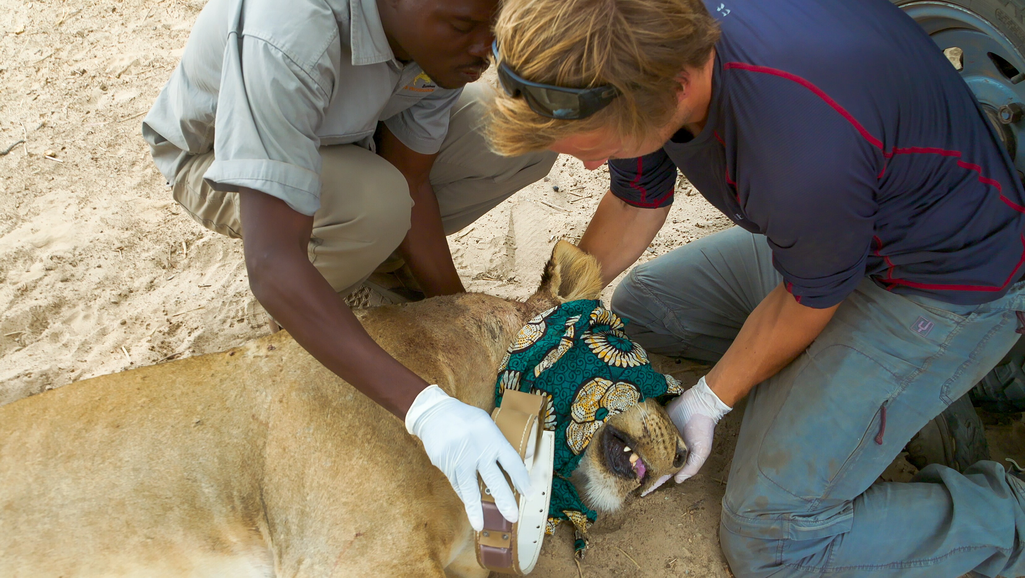Bertie Gregory (R) helping to collect invaluable data on the lions in South Luangwa National Park. (Credit: National Geographic/George Pagliero for Disney+)